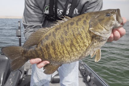 Dropshotting For Giant Smallmouth