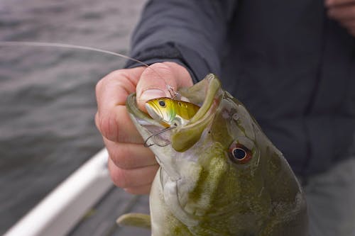 YUM introduces new F2 creature bait - Major League Fishing