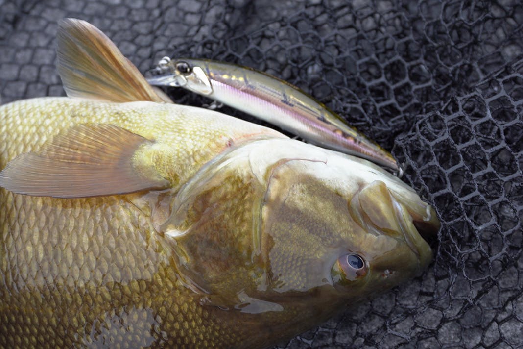 5 Bass LURES For 50 Degree WATER (The BEST Time To Fish) 