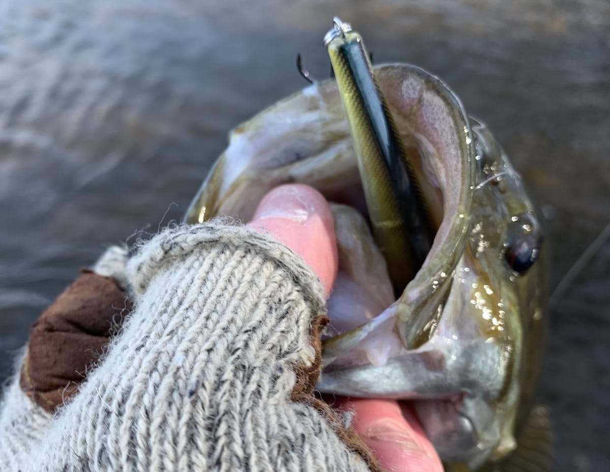 Wading for Smallies