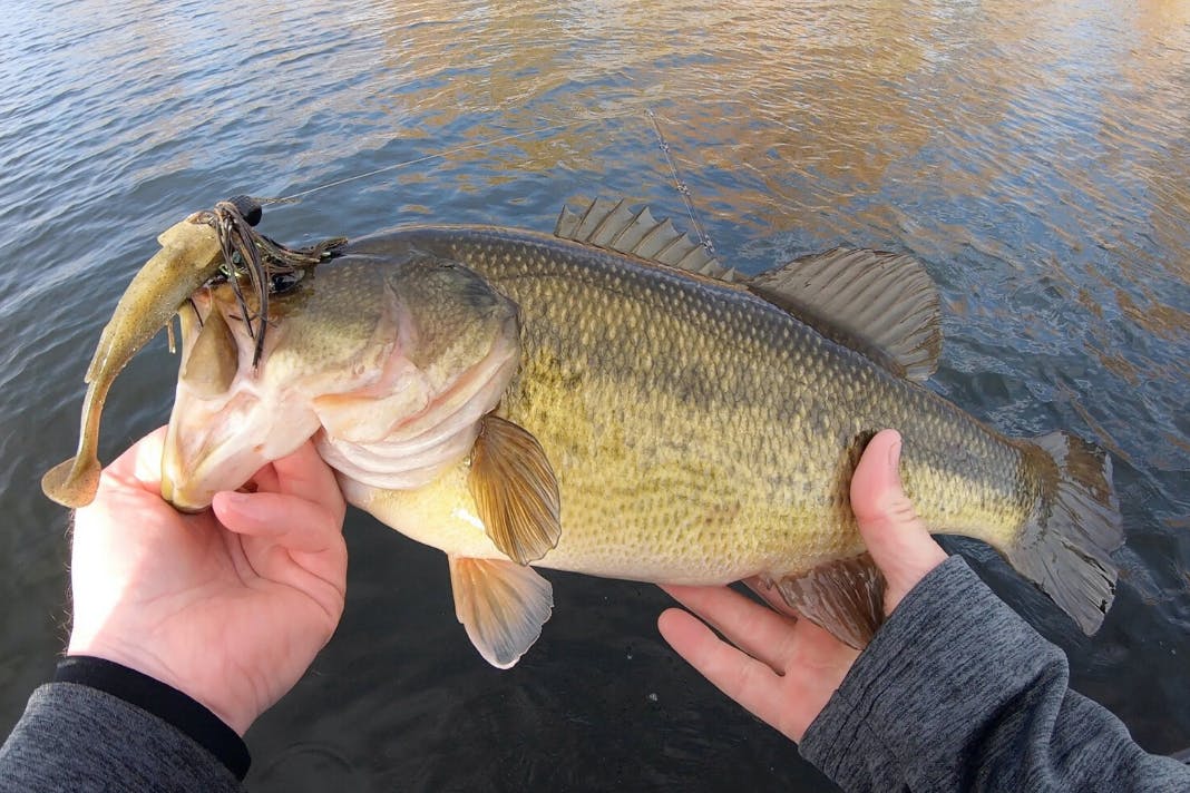 Omnia Fishing - What a combo! Megabass of America Spark Shad with a VMC  Hooks Hybrid Swimbait Jig!
