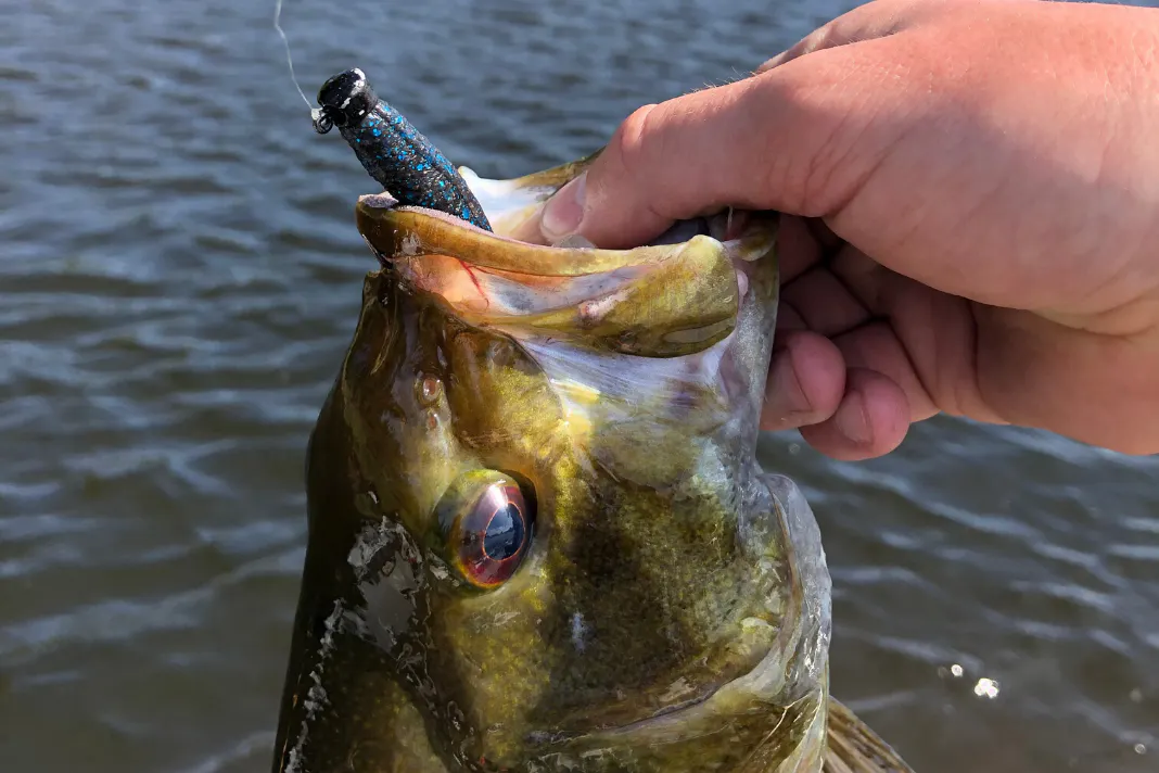 Get Specific with Ned Rig Fishing | Bass Utopia