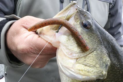 How to Fish a Wacky Rig w/ Brad Leuthner