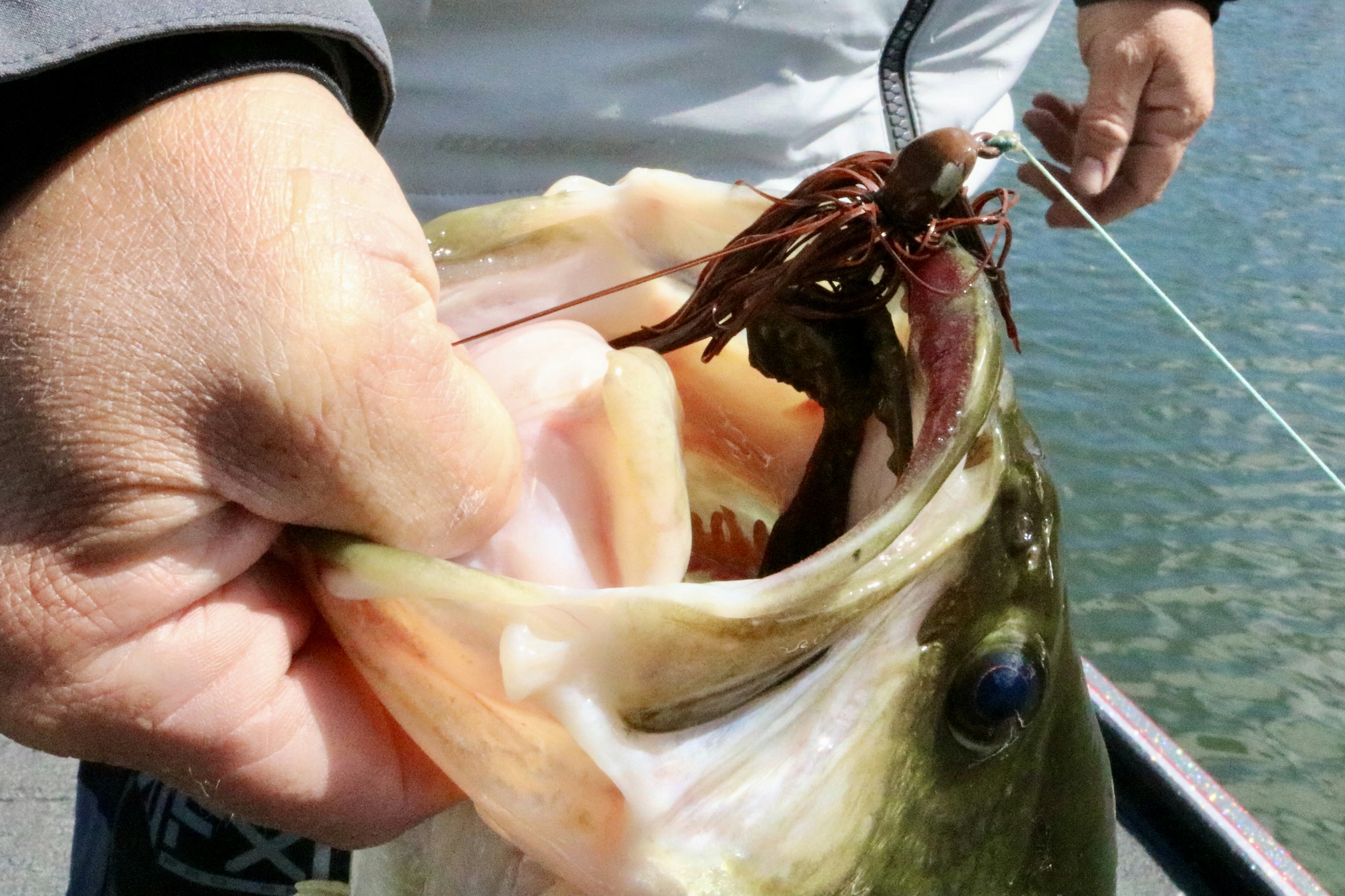 How to Fish a Jig in Cold Water Bass Utopia