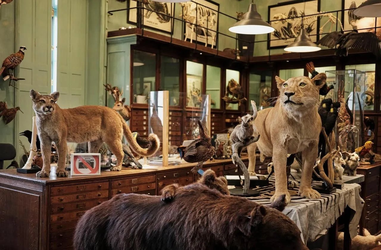 Cabinet de curiosité Deyrolle à Paris