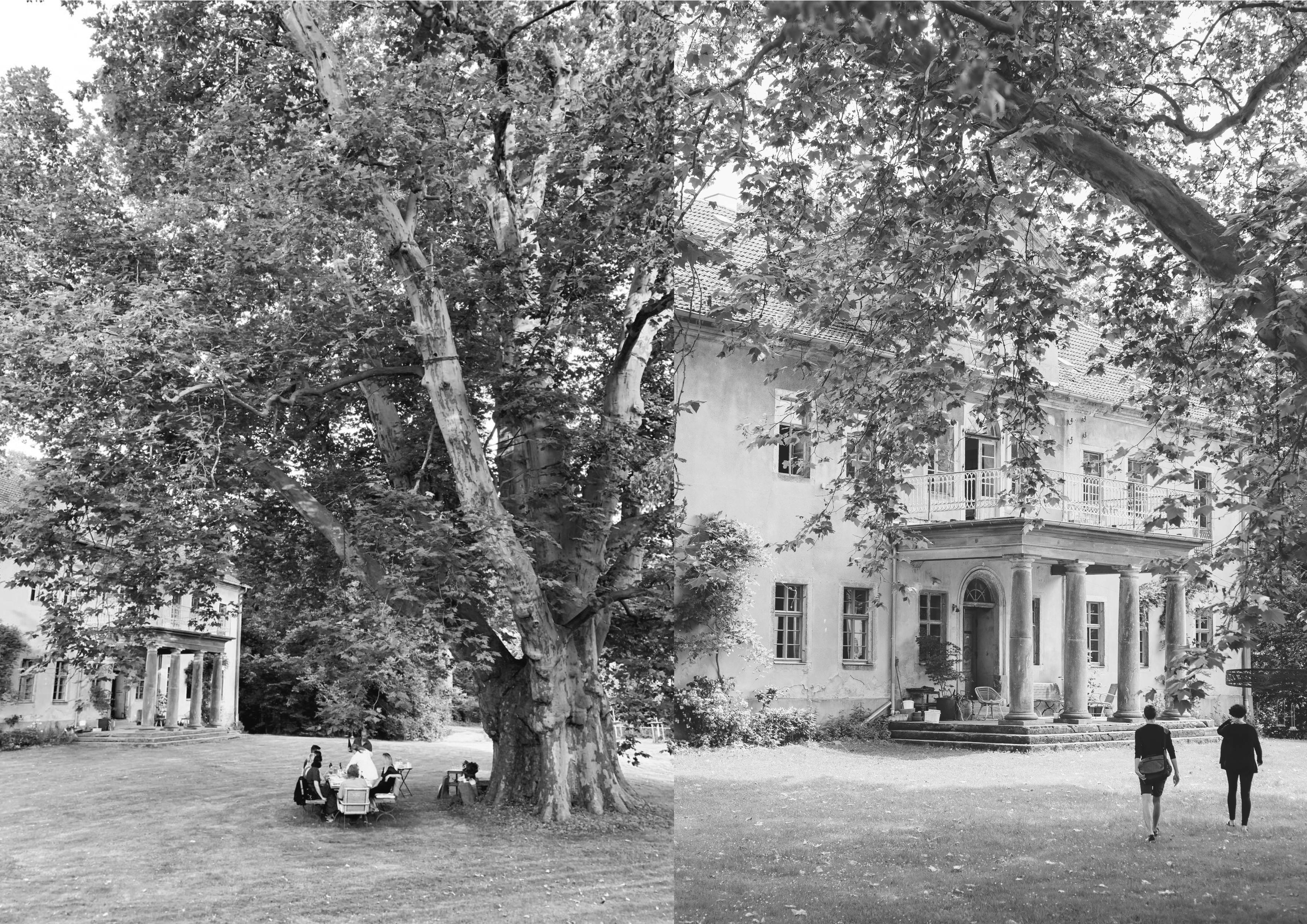 The oldest plane tree in Europe in front of the old Manor House in North Saxony