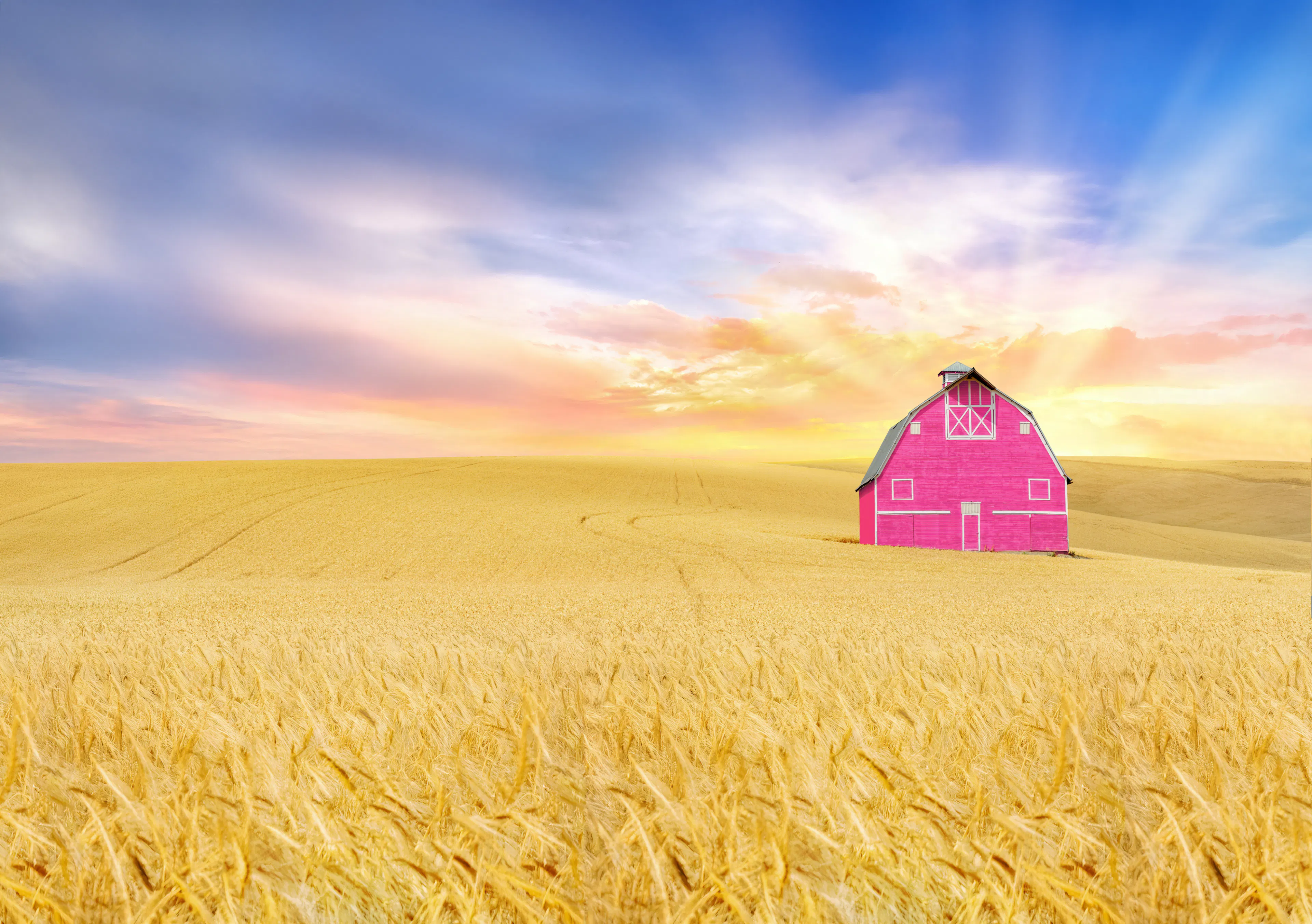 A bright pink barn stands in the middle of a golden wheat field under a colorful sky transitioning from blue to pink and orange.