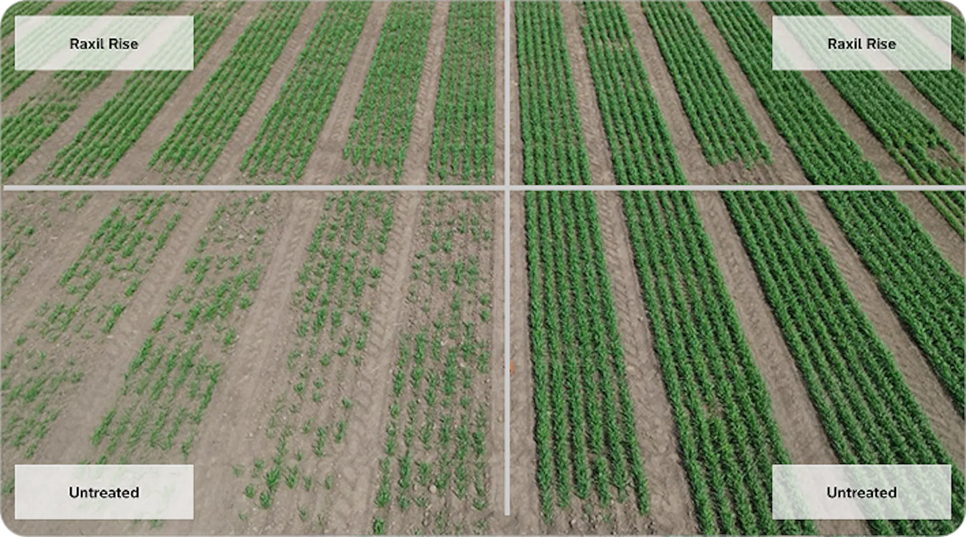 Aerial view of test plots divided into four sections comparing crop growth. The 'Raxil Rise' sections (top left and top right) show dense, healthy green crops, while the 'Untreated' sections (bottom left and bottom right) show sparse crops with more visible soil. 
