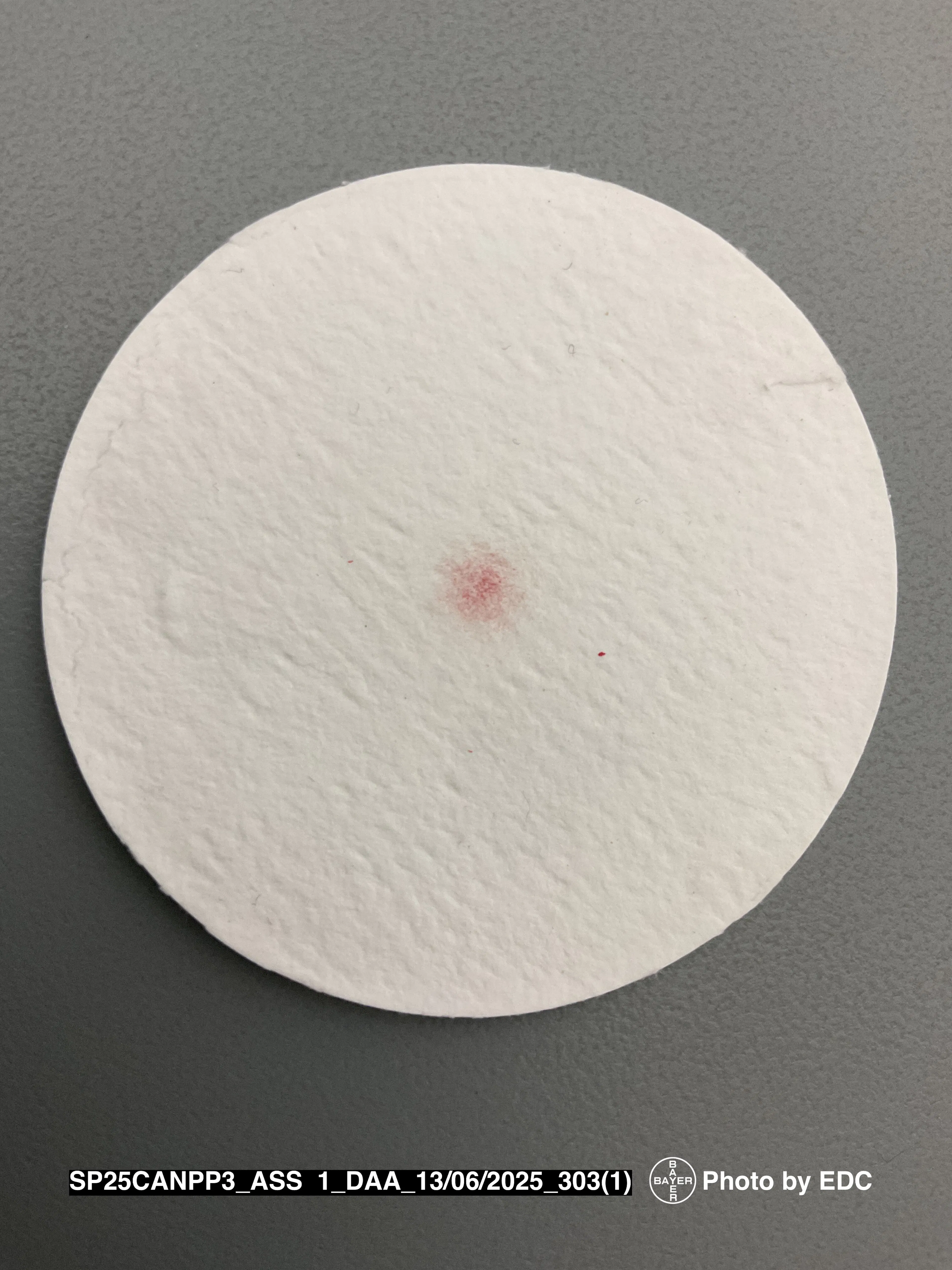 A circular white filter paper with a small, faint red spot in the center. 