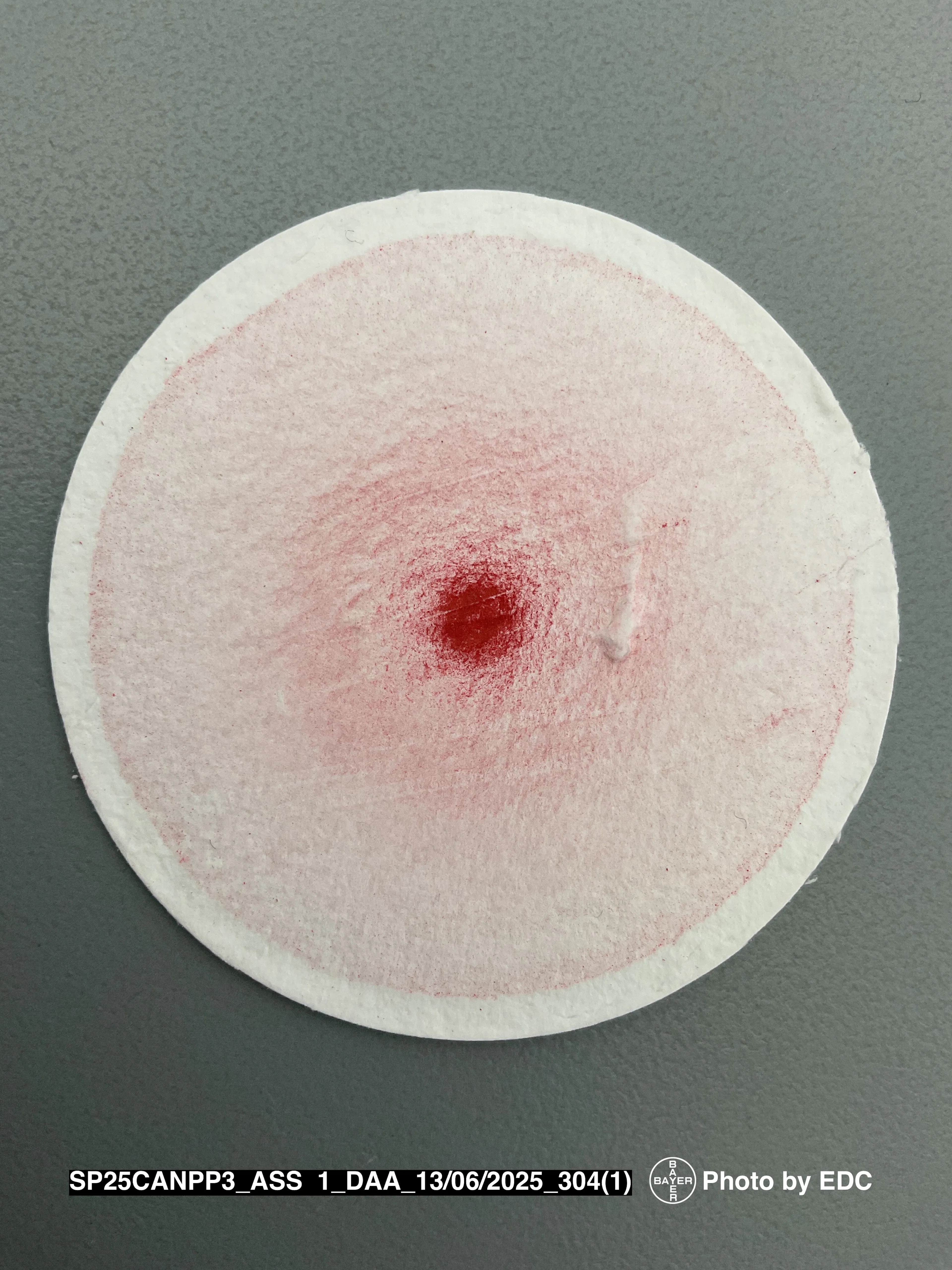 A circular white filter paper with a larger, more intense red spot and some diffusion.