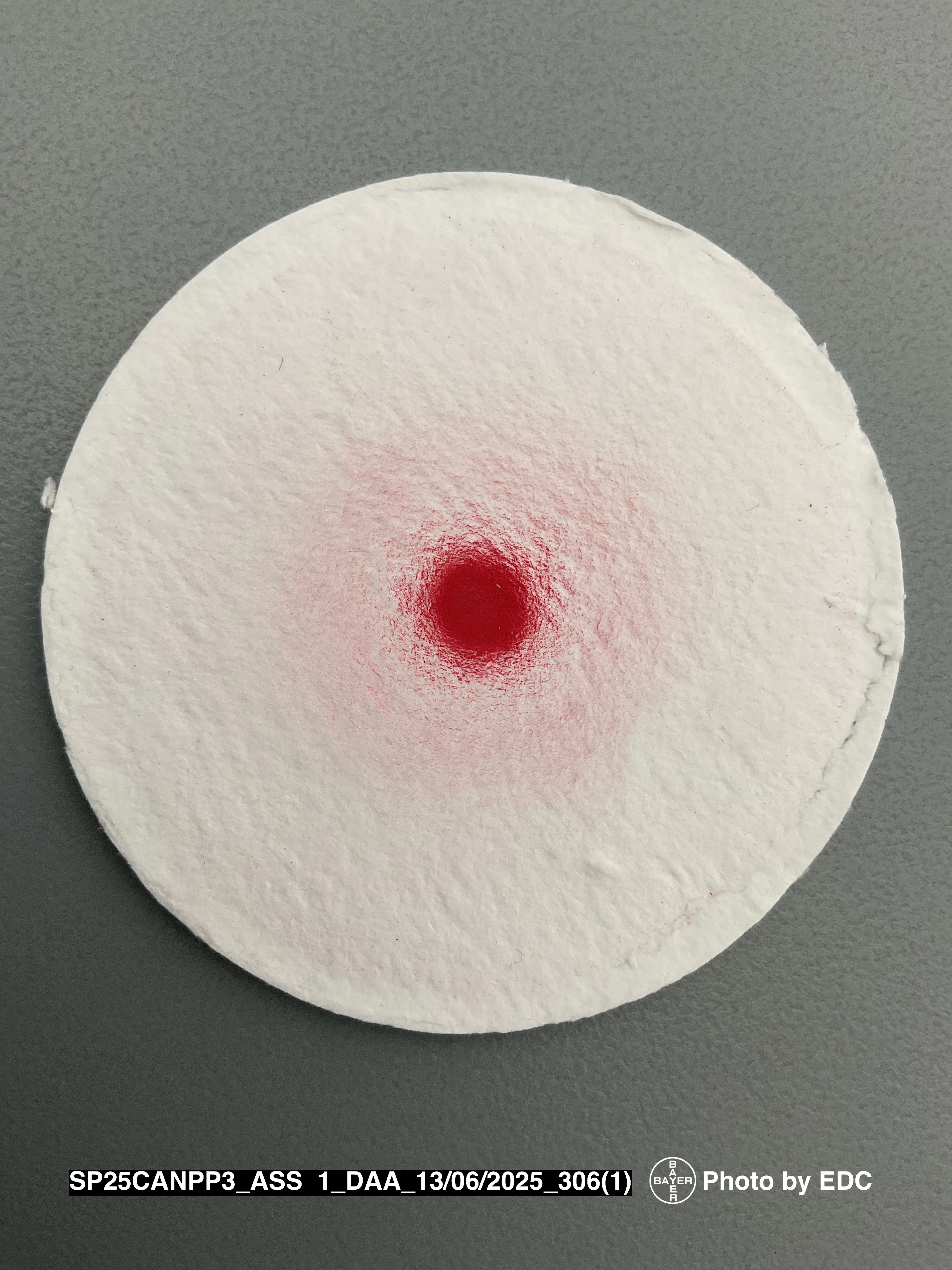 A circular white filter paper with an intense red spot and clear diffusion.
