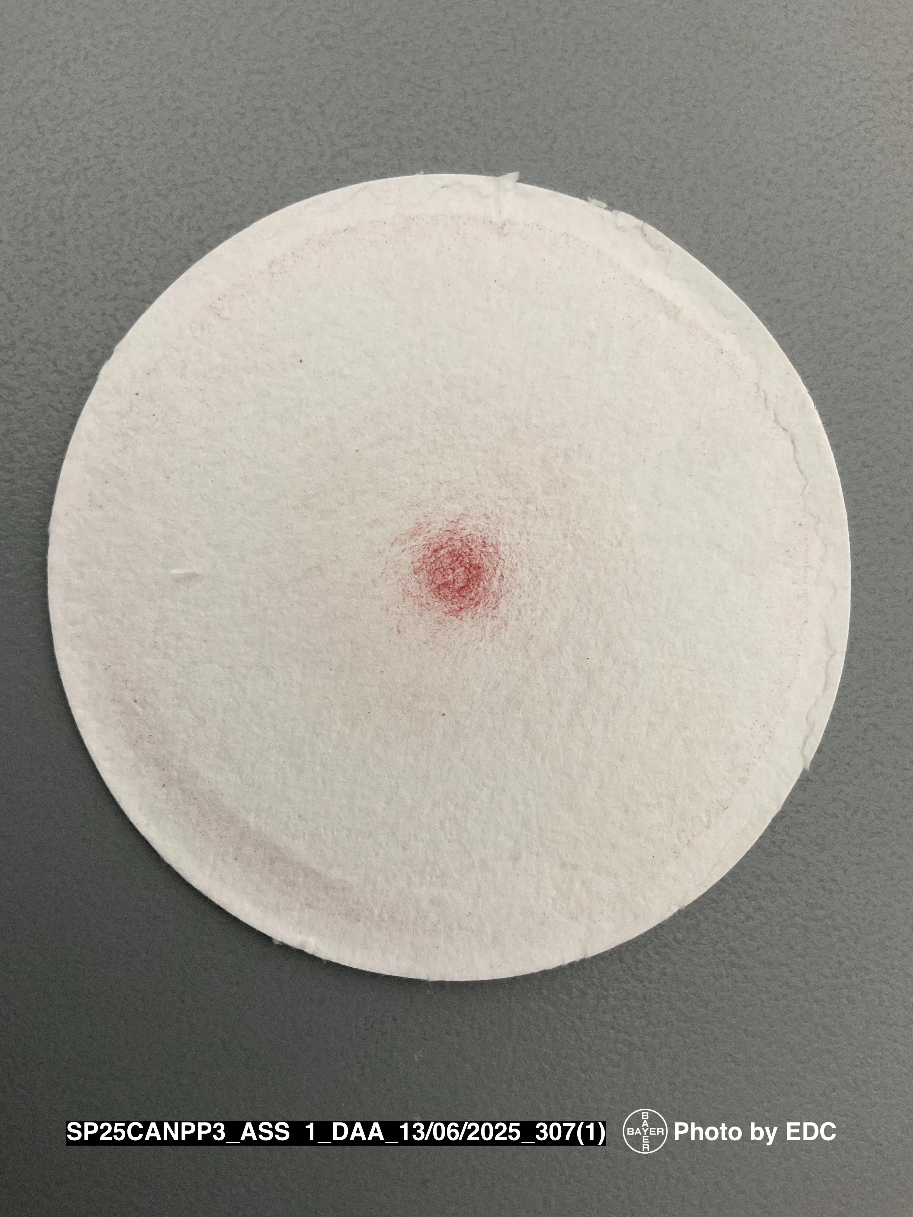 A circular white filter paper with a red spot in the center, placed on a gray surface.