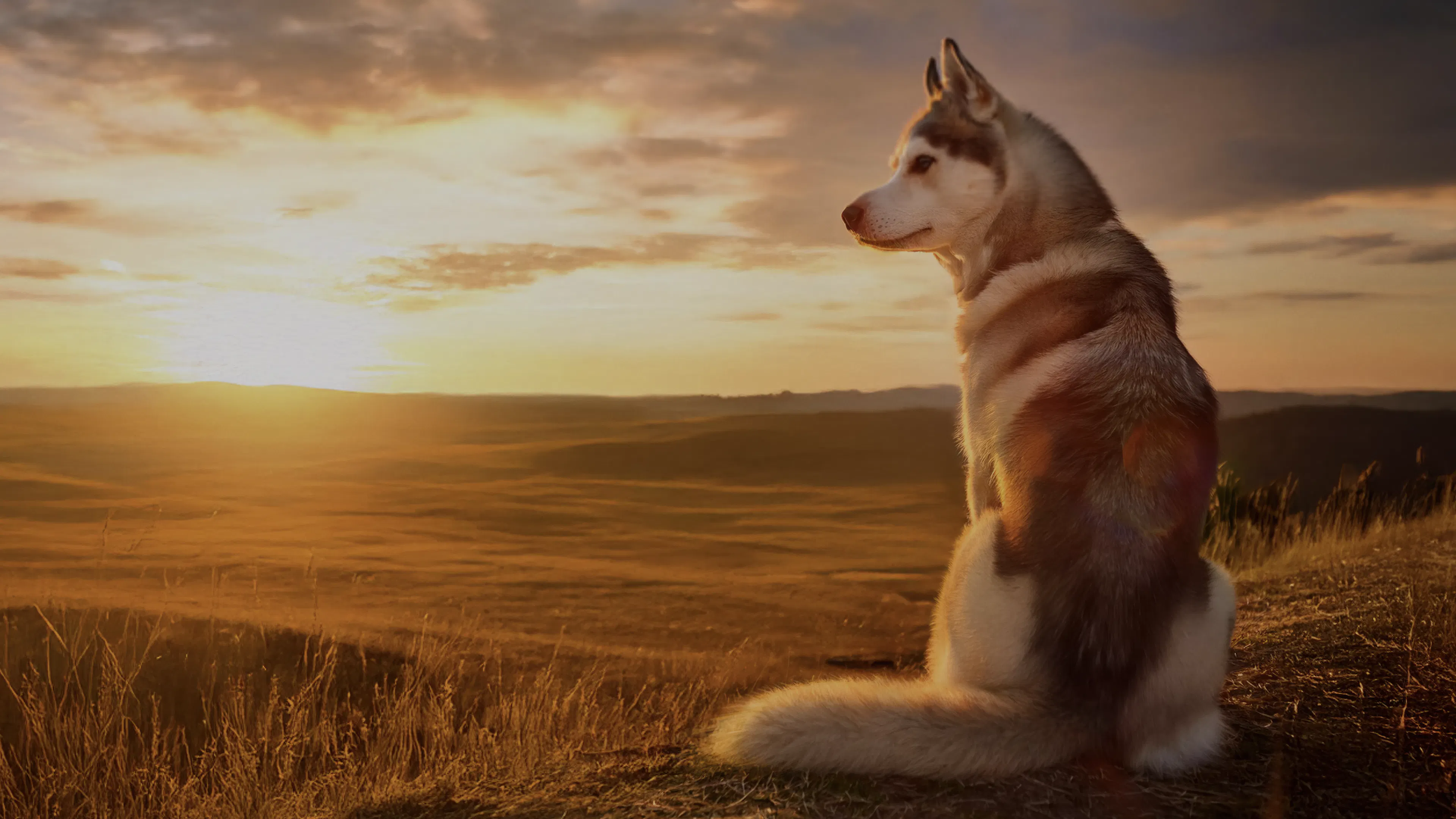 A white and grey Huskie dog sits on the edge of a vast valley, looking off to the left as the golden sun sets on the horizon.