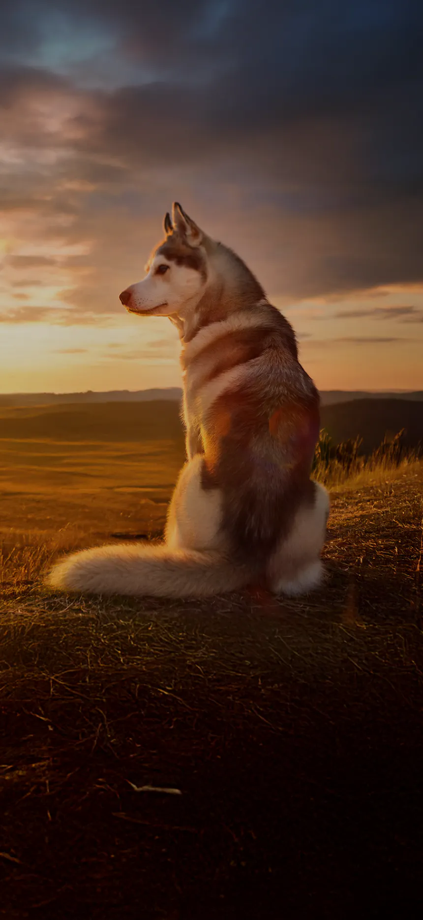 A white and grey Huskie dog sits on the edge of a vast valley, looking off to the left as the golden sun sets on the horizon.