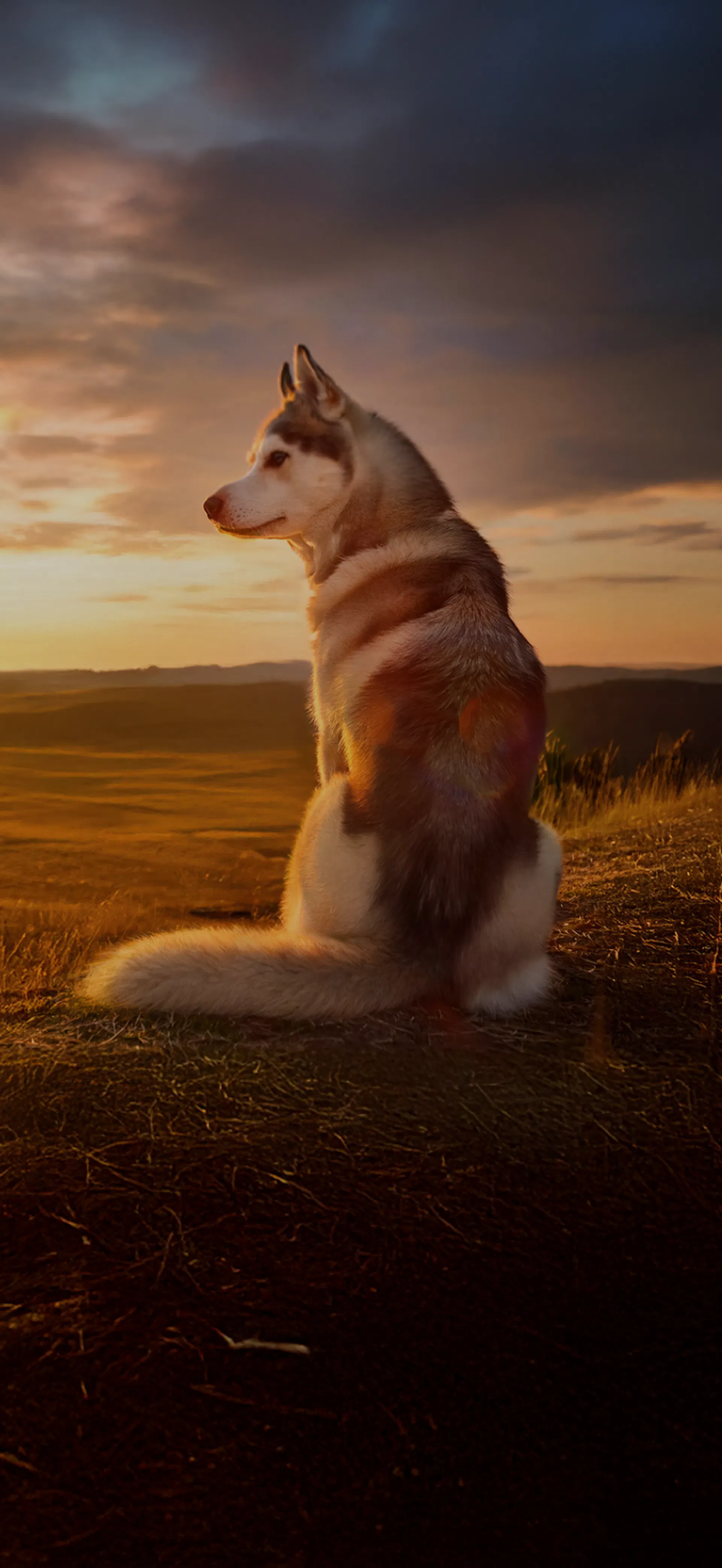 A white and grey Huskie dog sits on the edge of a vast valley, looking off to the left as the golden sun sets on the horizon.