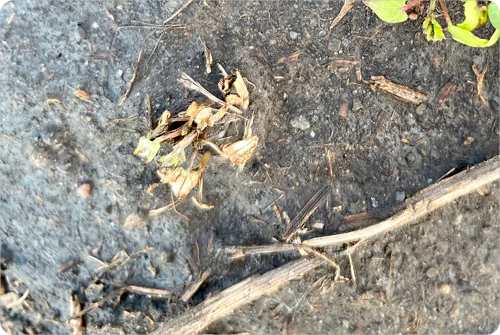 Alt Text: A Wild Buckweat plant that is shrivelling up and dying. Its leaves are dry and shrivelled.