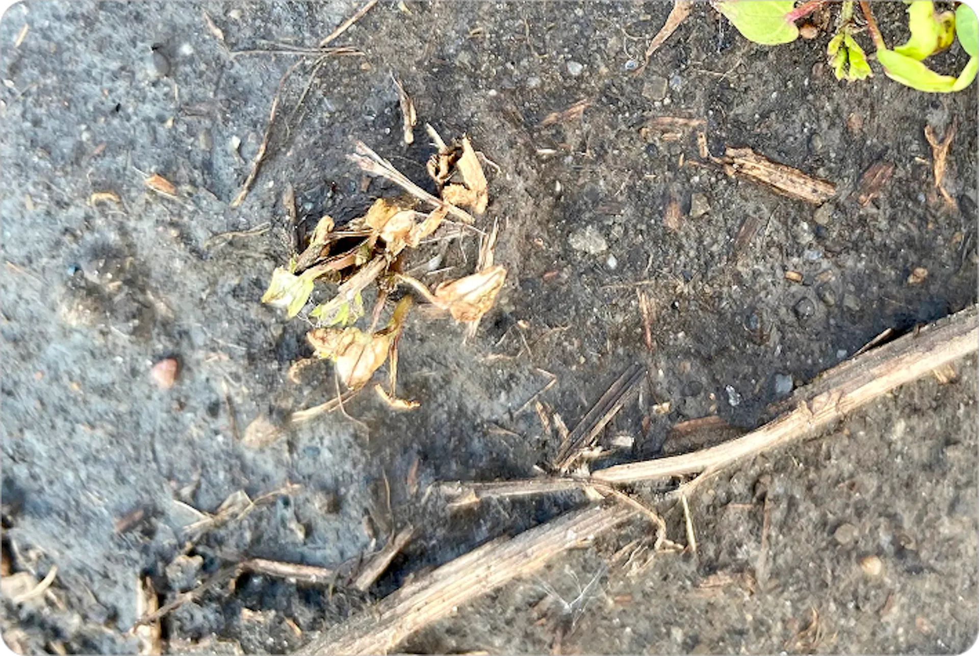 Alt Text: A Wild Buckweat plant that is shrivelling up and dying. Its leaves are dry and shrivelled. 