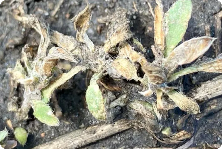 A cluster of kochia plants that have been treated and are in the process of dying. Their leaves are dry, brown and yellow.