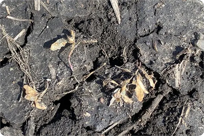 A small group of lamb’s quarters that have died. Their leaves are flat on the ground and are brown and dry.