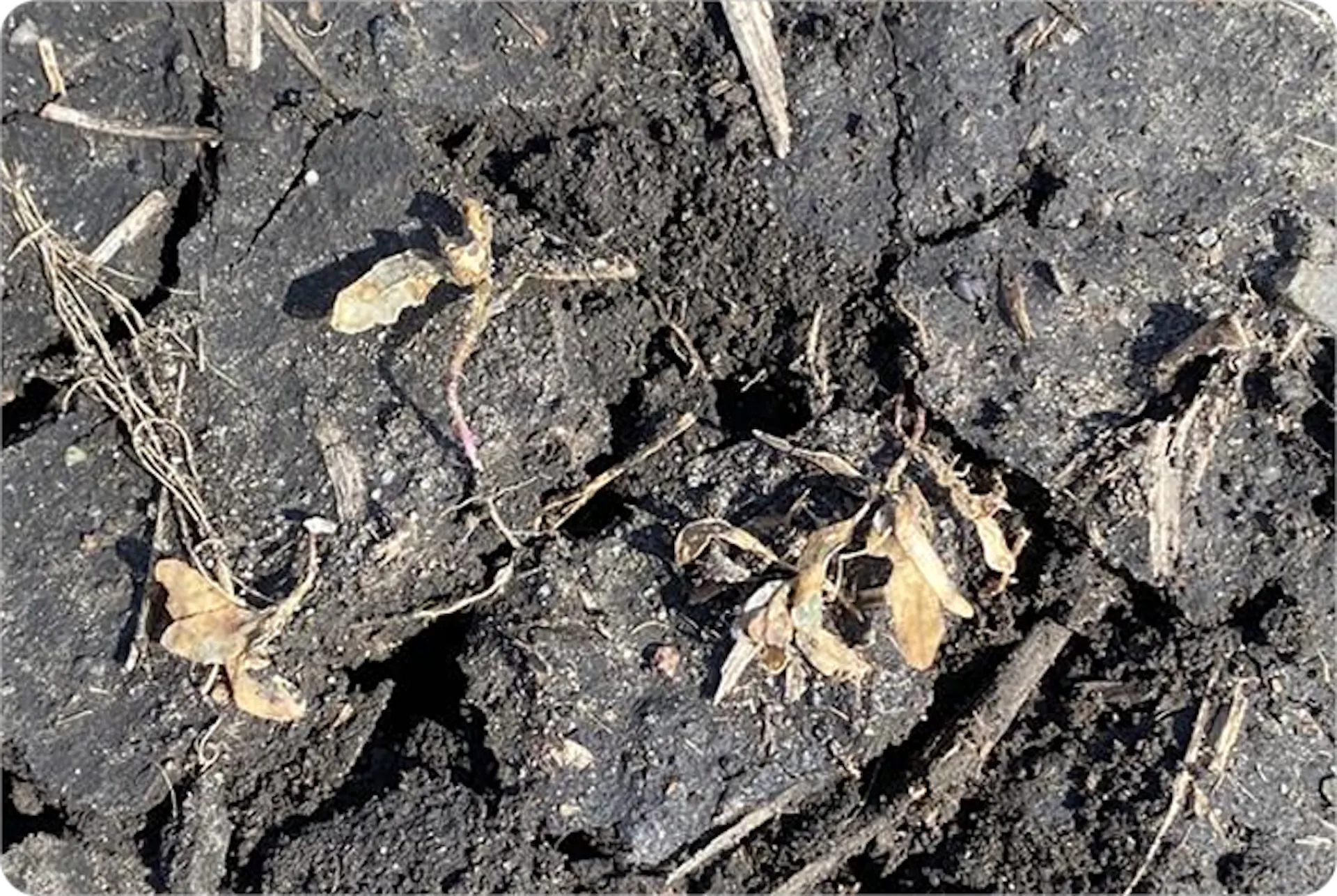 A small group of lamb’s quarters that have died. Their leaves are flat on the ground and are brown and dry.