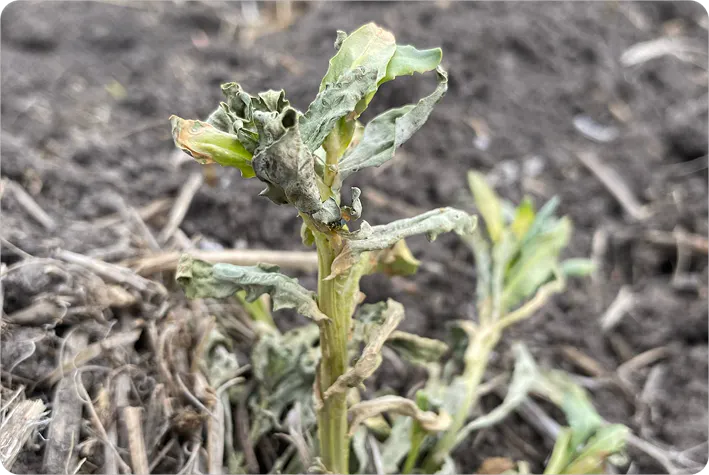 A stinkweed plant that is shrivelling up and dying. Its leaves are collapsing, and they appear yellow, dry and shrivelled.