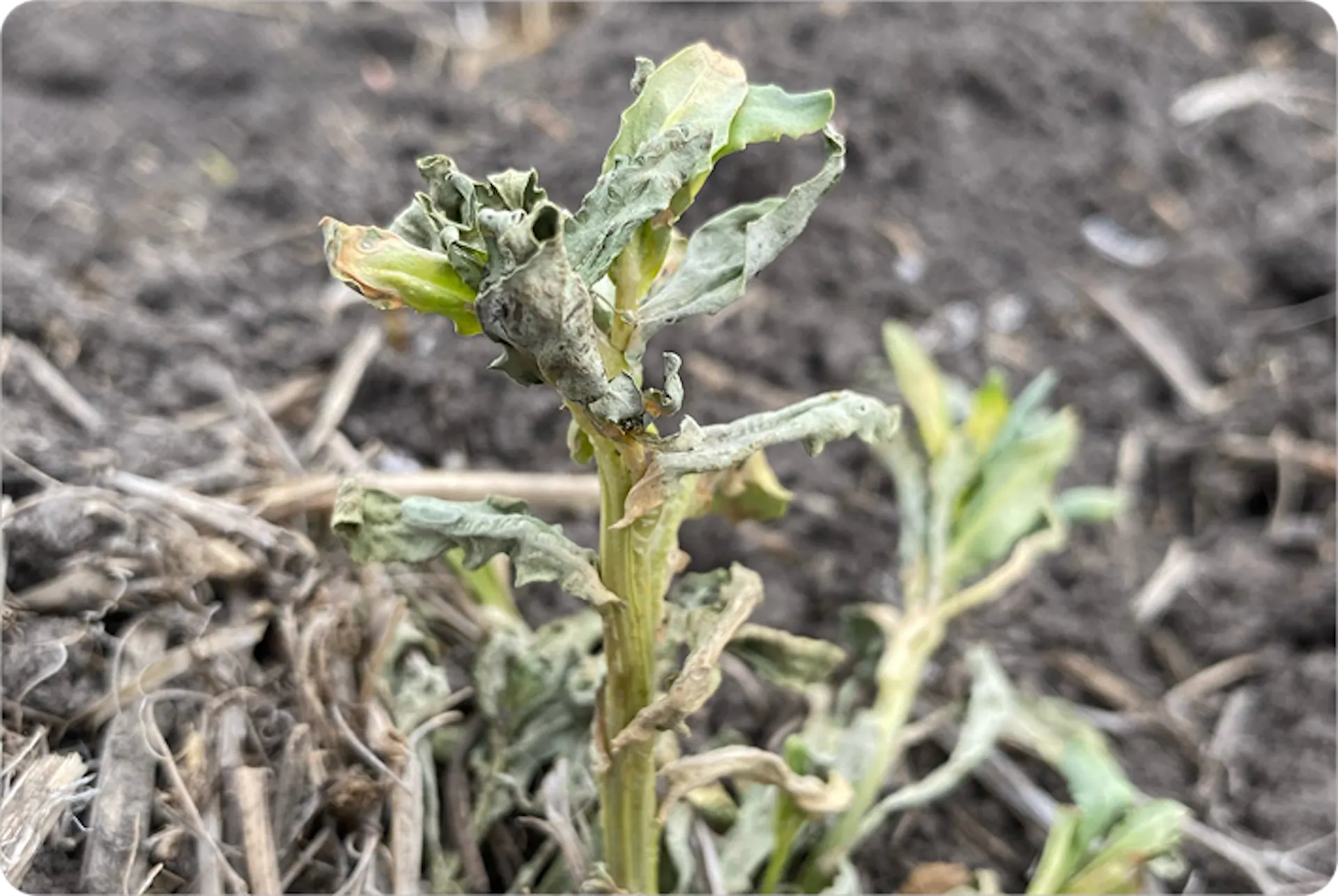 A stinkweed plant that is shrivelling up and dying. Its leaves are collapsing, and they appear yellow, dry and shrivelled.