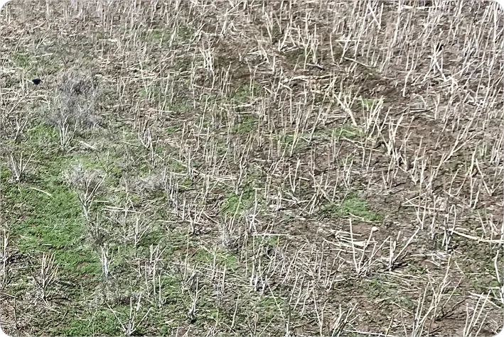 A small plot of land with some dead plants but a few healthy green weeds sprouting up from the soil.