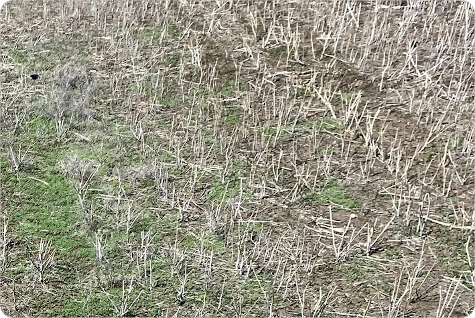  A small plot of land with some dead plants but a few healthy green weeds sprouting up from the soil.