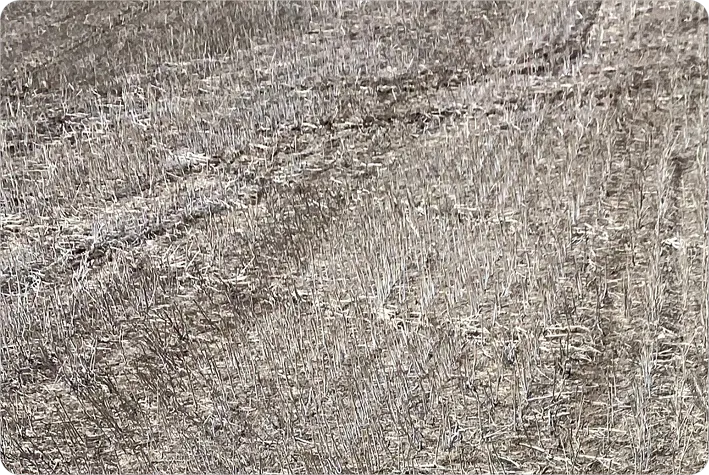 A small plot of land with no identifiable weeds visible, only brown dry soil.