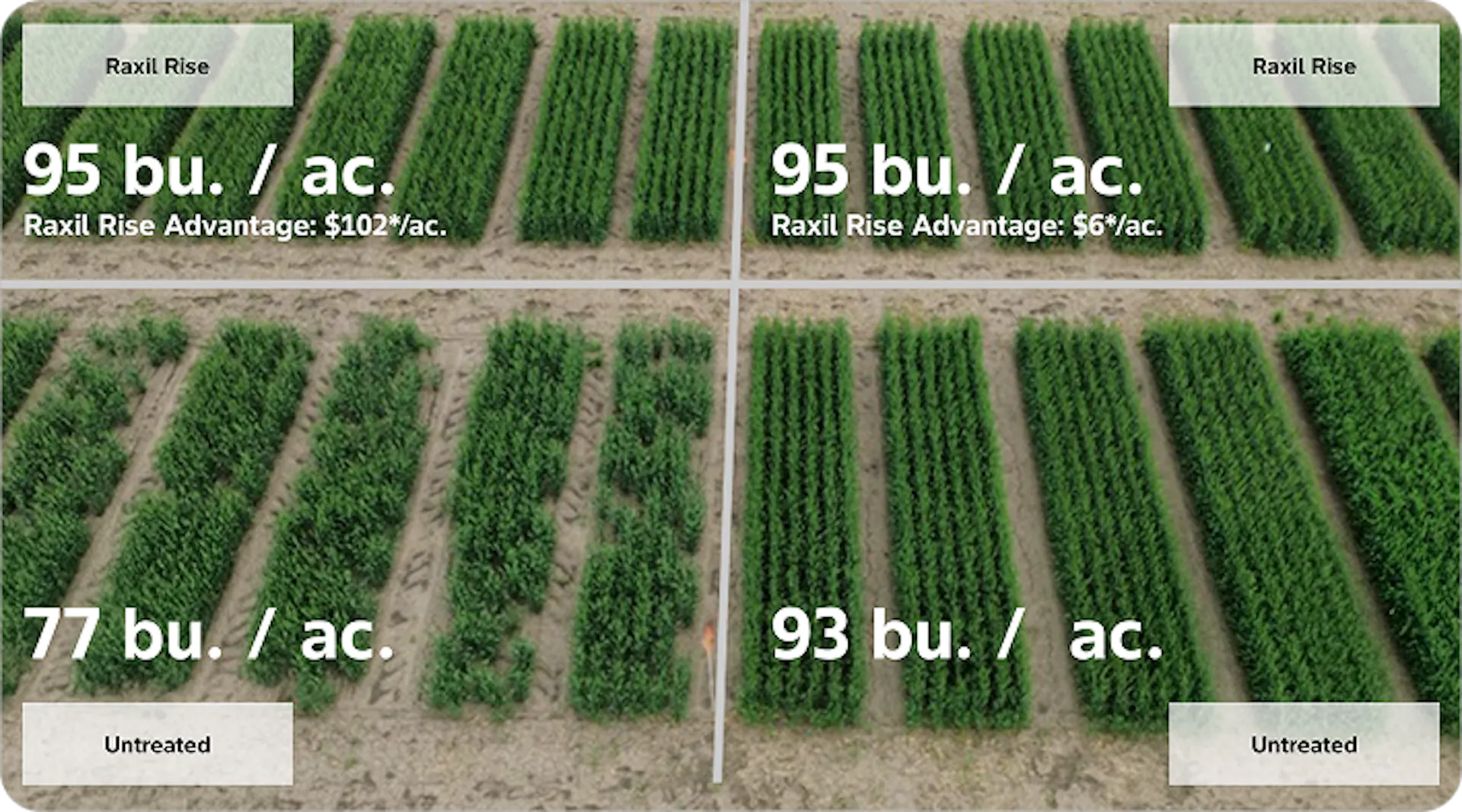 Comparison of crop yields across four field sections of test plots. Top left and top right sections labeled 'Raxil Rise' show yields of 95 bu/ac with Raxil Rise Advantage values of $102*/ac and $6*/ac. Bottom left and bottom right sections labeled 'Untreated' show yields of 77 bu/ac and 93 bu/ac respectively. 
