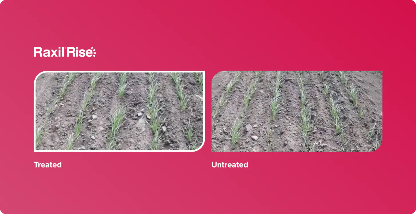 Raxil Rise video overlay