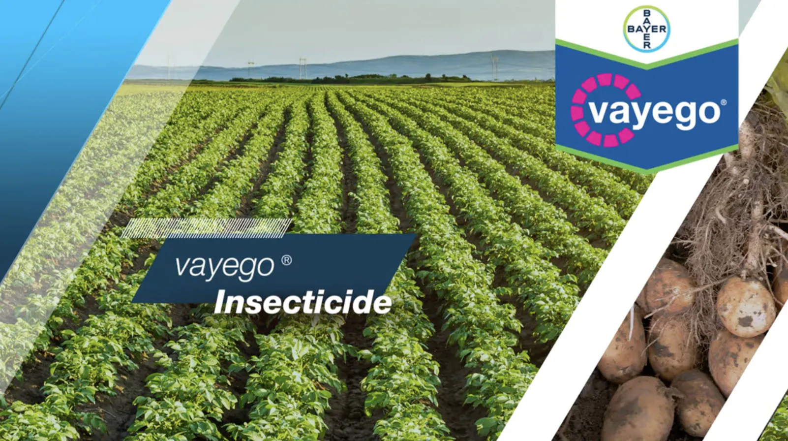 Potato Insecticides Bayer Potato Solutions