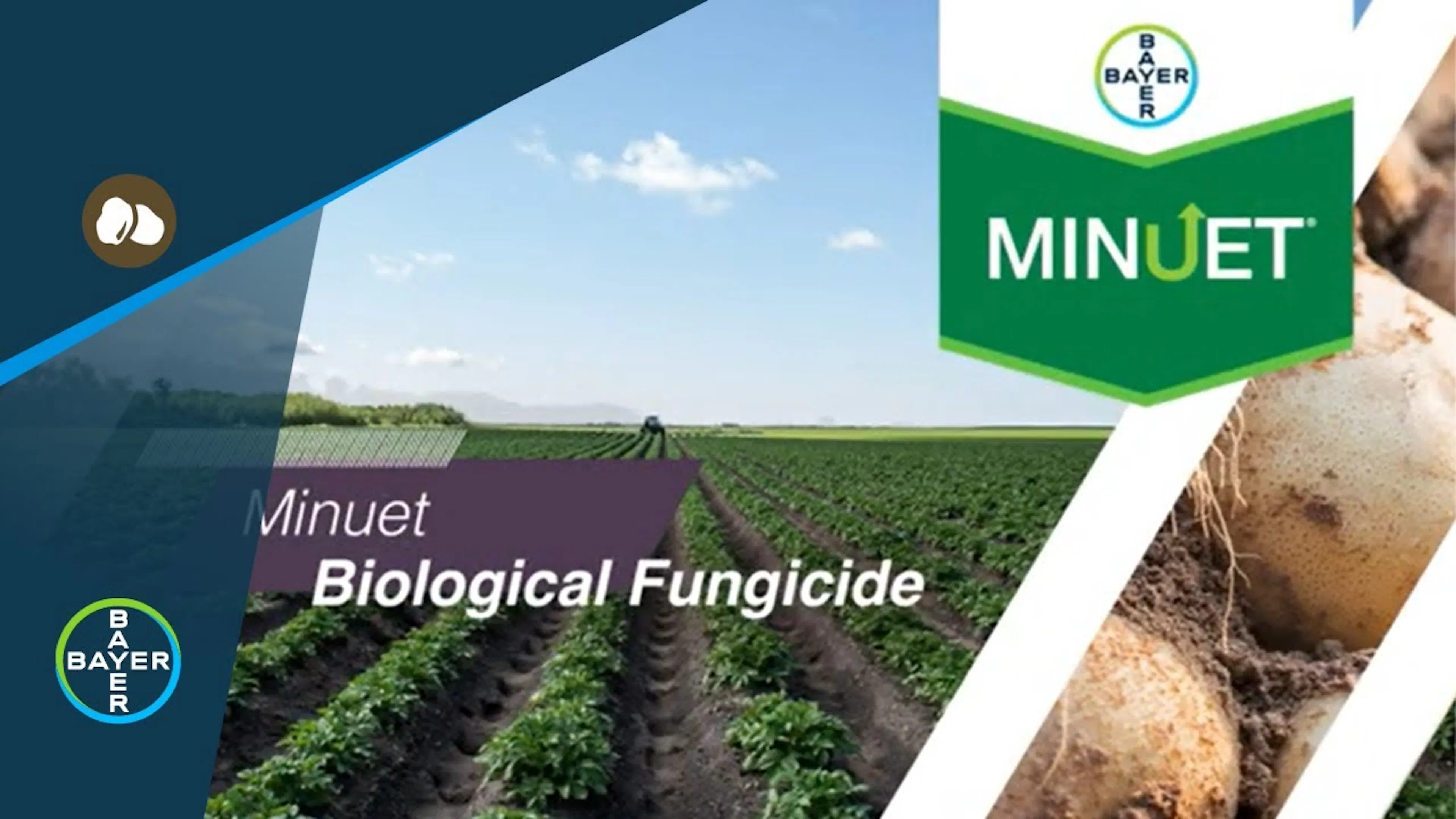 Bayer Potato Solutions