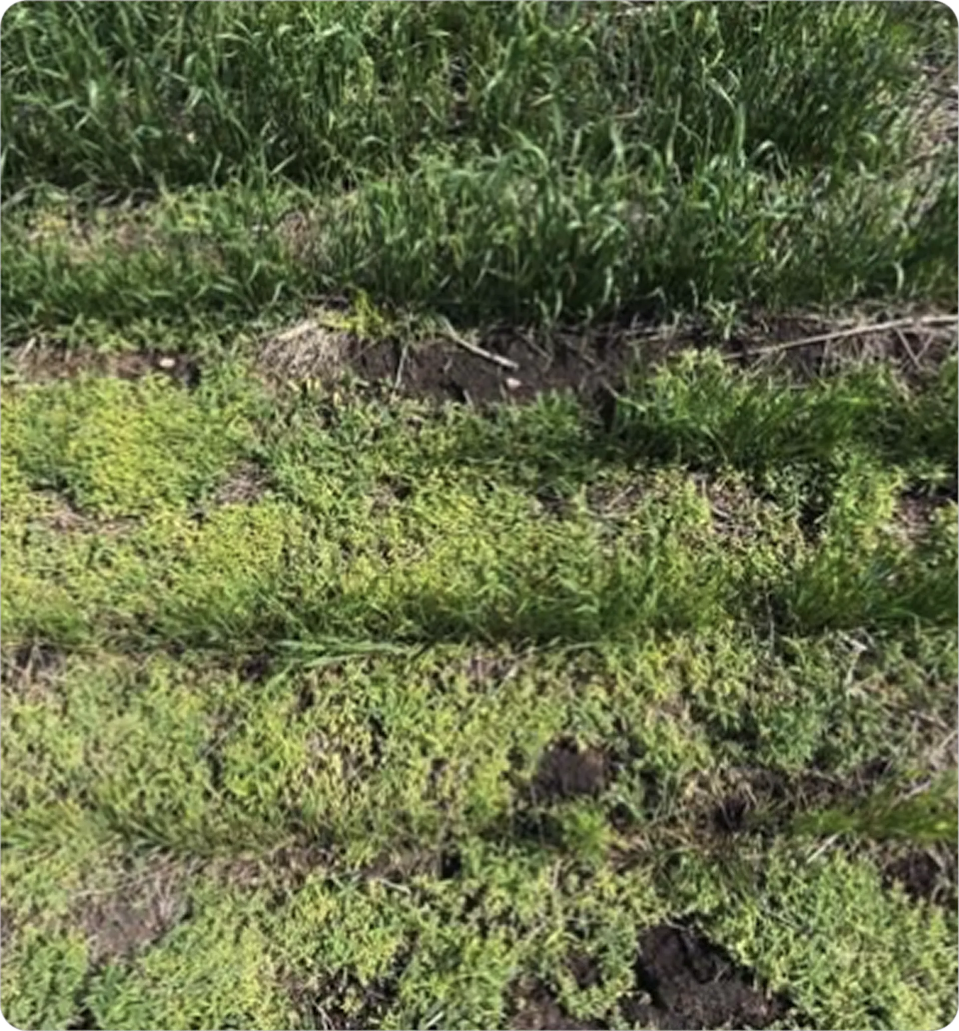 Close up of test plot with less weed pressure and more crop growth, weeds are yellow 
