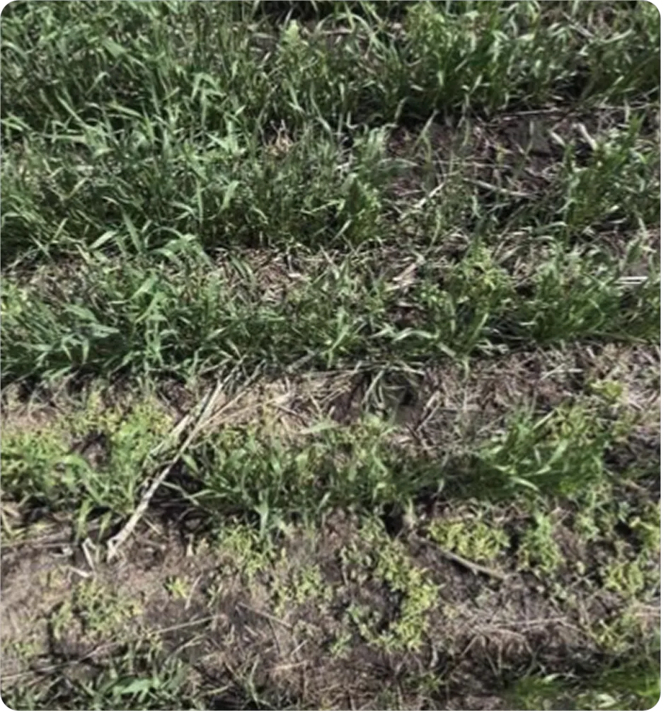 Close up of test plot with healthy crop and any weeds dying off