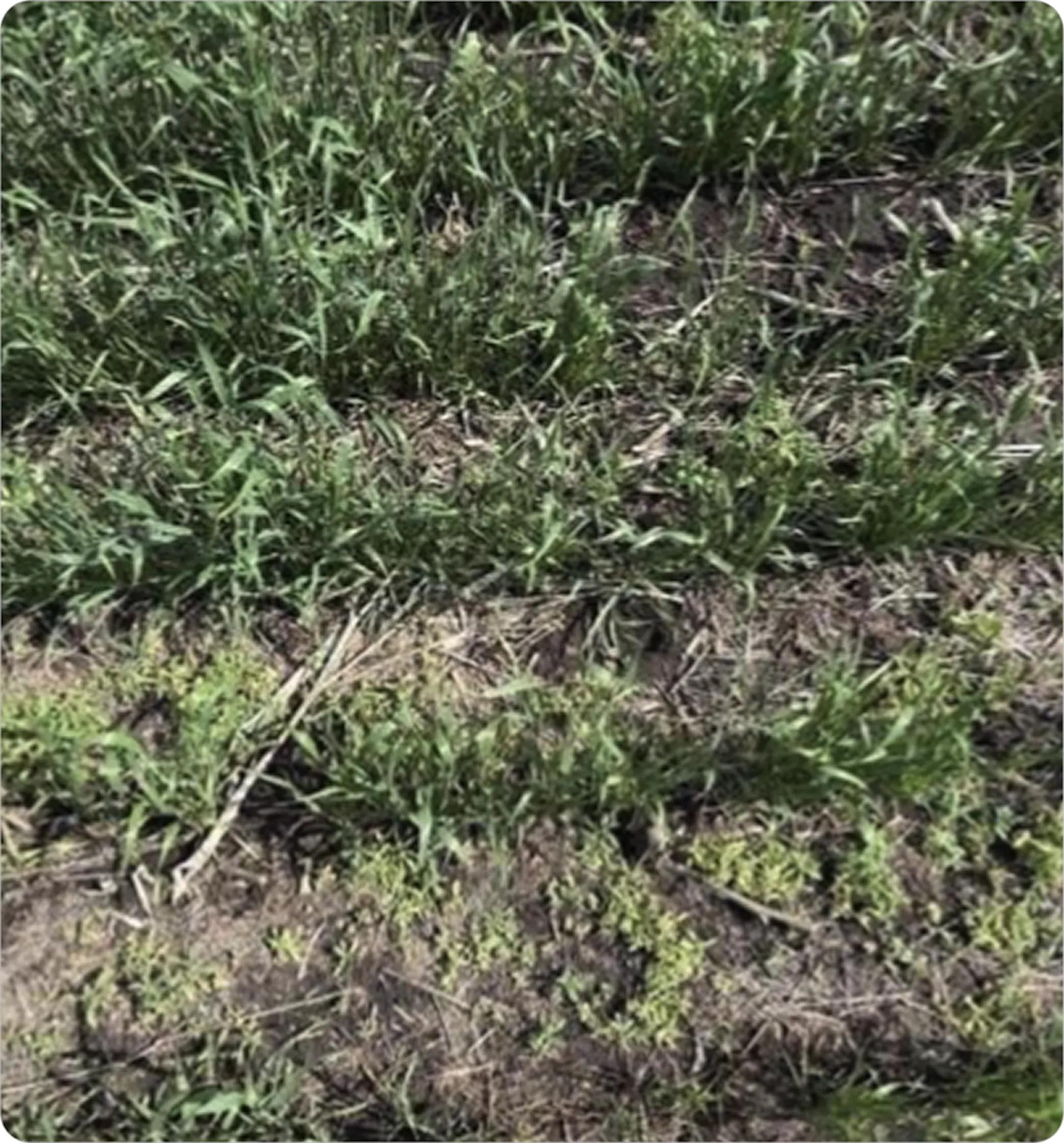 Close up of test plot with healthy crop and any weeds dying off