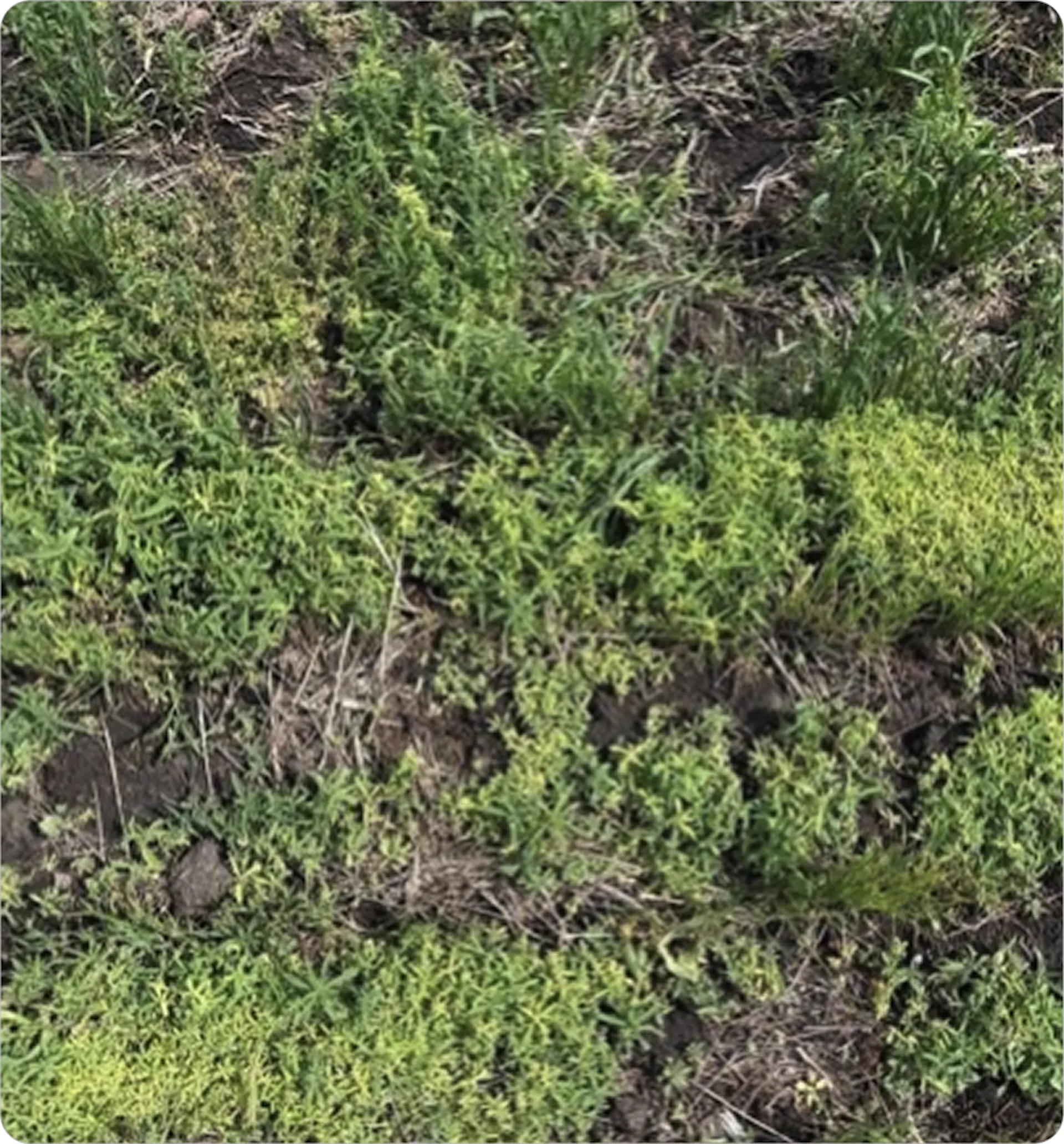 Close up of test plot with heavy weed pressure, weeds are starting to yellow  