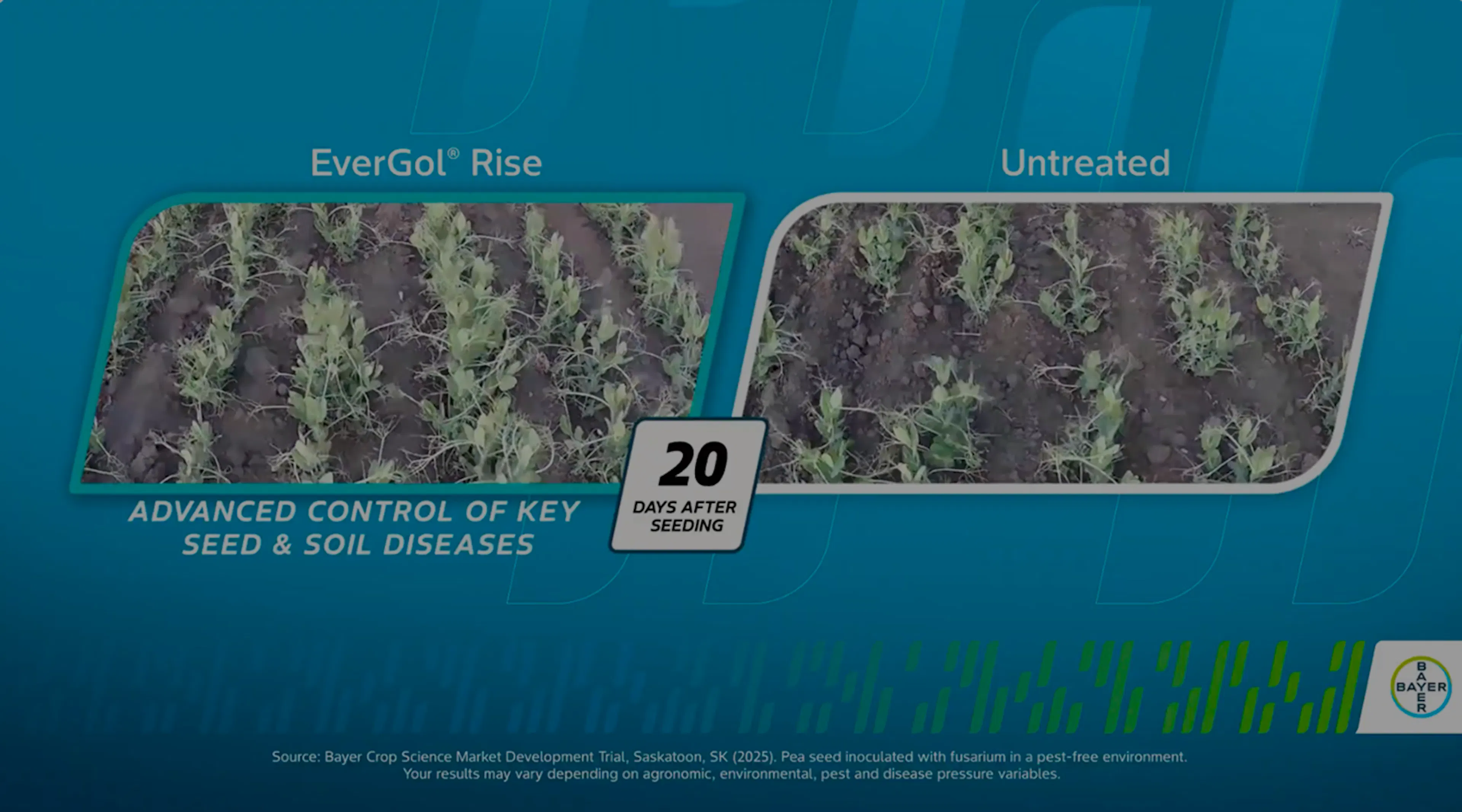 Side‑by‑side comparison of pea plants 20 days after seeding. The EverGol Rise plot on the left shows healthier, fuller plant rows with more vigorous growth, while the untreated plot on the right shows thinner, more stressed plants with patchy growth. Text highlights advanced control of key seed and soil diseases, with Bayer branding at the bottom. 