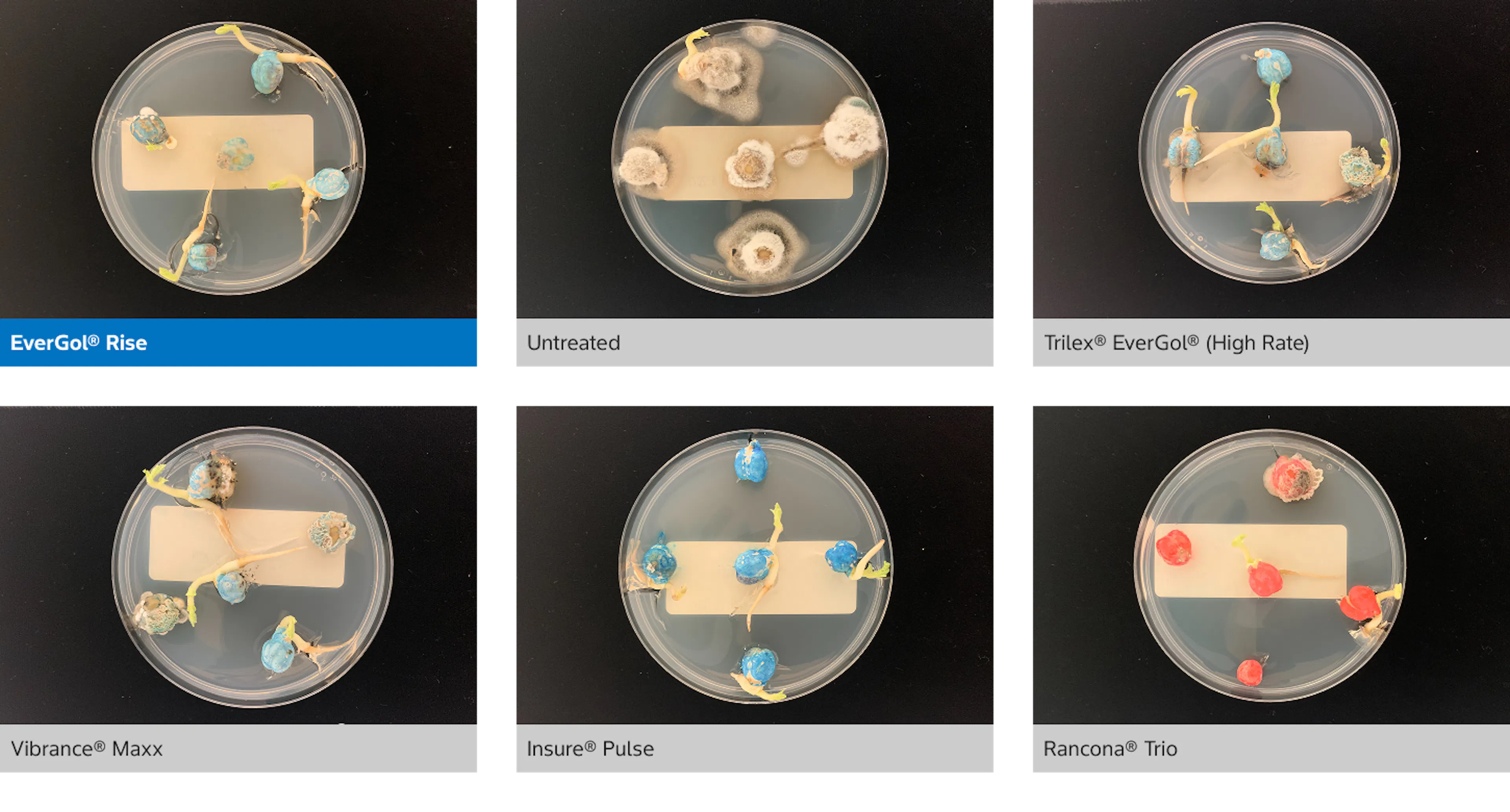 6 different comparison images of soil-borne pathogens with different treatments. Image 1 EverGol® Rise: Petri dish containing soybean seeds with minimal mold growth and small yellow sprouts. The dish appears clean compared to others. Image 2 Untreated: Petri dish showing untreated soybean seeds heavily covered in white and gray mold colonies, with no healthy sprouts visible. Image 3 Trilex® EverGol® (High Rate): Petri dish with soybean seeds showing limited mold and several elongated yellow sprouts, indicating stronger germination. Image 4 Vibrance® Maxx: Petri dish featuring soybean seeds with moderate mold patches and several yellow sprouts of varying lengths. Image 5 Insure® Pulse: Petri dish with soybean seeds showing minimal mold and multiple healthy yellow sprouts emerging from the seeds. Image 6 Rancona® Trio: Petri dish containing red‑coated soybean seeds with noticeable mold growth on several seeds and a few emerging yellow sprouts.