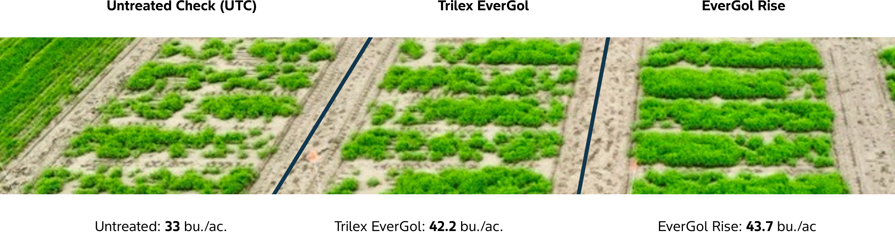 Side‑by‑side comparison photos of inoculated field plots showing differences in plant growth under three treatments: Untreated Check (UTC), Trilex EverGol, and EverGol Rise. The UTC plot has sparse, uneven green plant growth with many bare soil patches and yields 33 bushels per acre. The Trilex EverGol plot shows noticeably fuller and more uniform green growth, yielding 42.2 bushels per acre. The EverGol Rise plot shows the densest and most uniform green plant growth of the three treatments, with a yield of 43.7 bushels per acre.