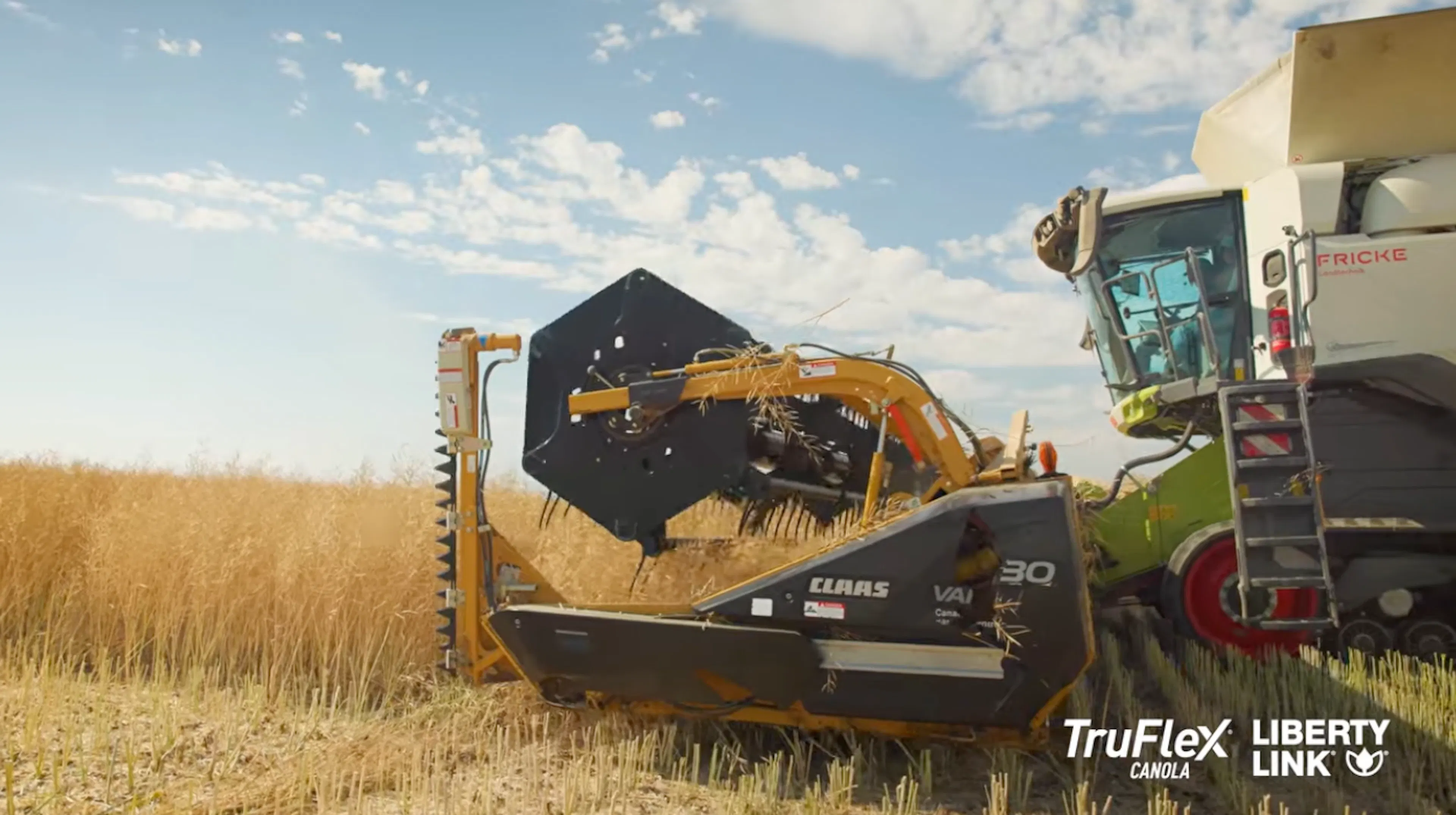 A Claas combine harvester with a yellow Vario header cuts through a field of golden canola under a bright blue sky with scattered white clouds.
