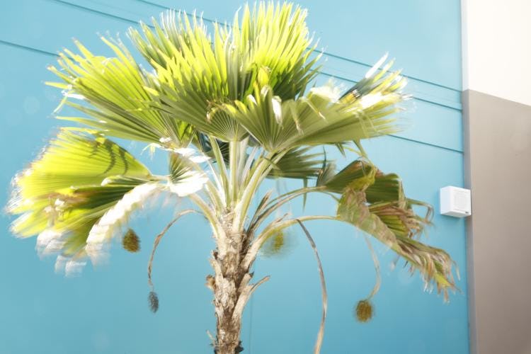 Loulu palm tree