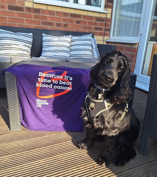 A black spaniel wearing a harness sits on a wooden deck beside a purple Blood Cancer UK T-shirt draped over outdoor furniture.