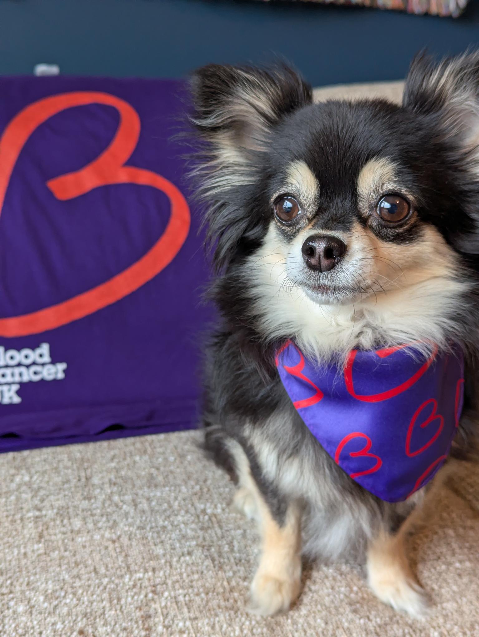 Small dog wearing a purple bandana branded with the Blood Cancer UK logo.