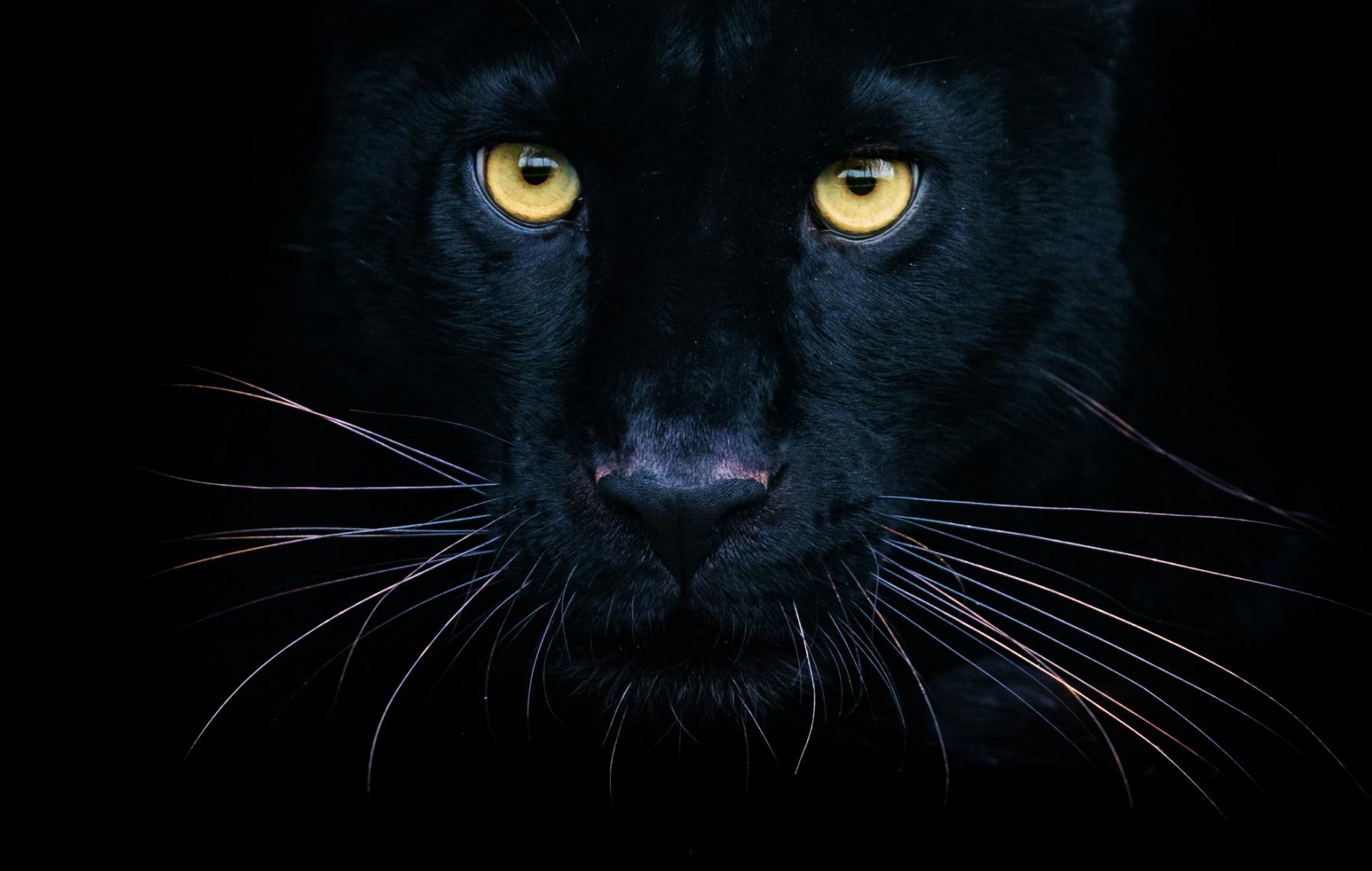 belve pantera nera