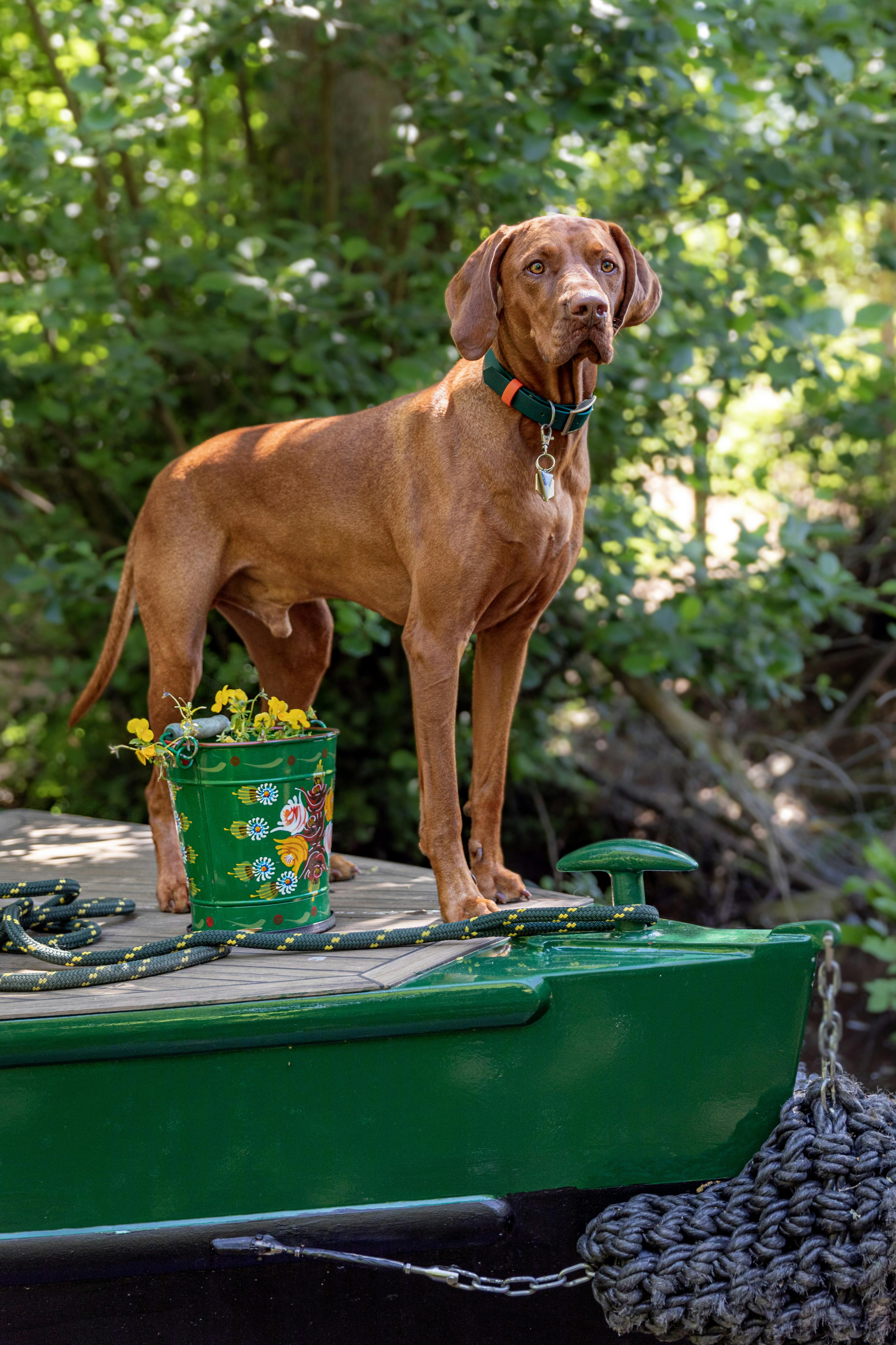 a dog on the front deck of a beacon park boats narrowboat