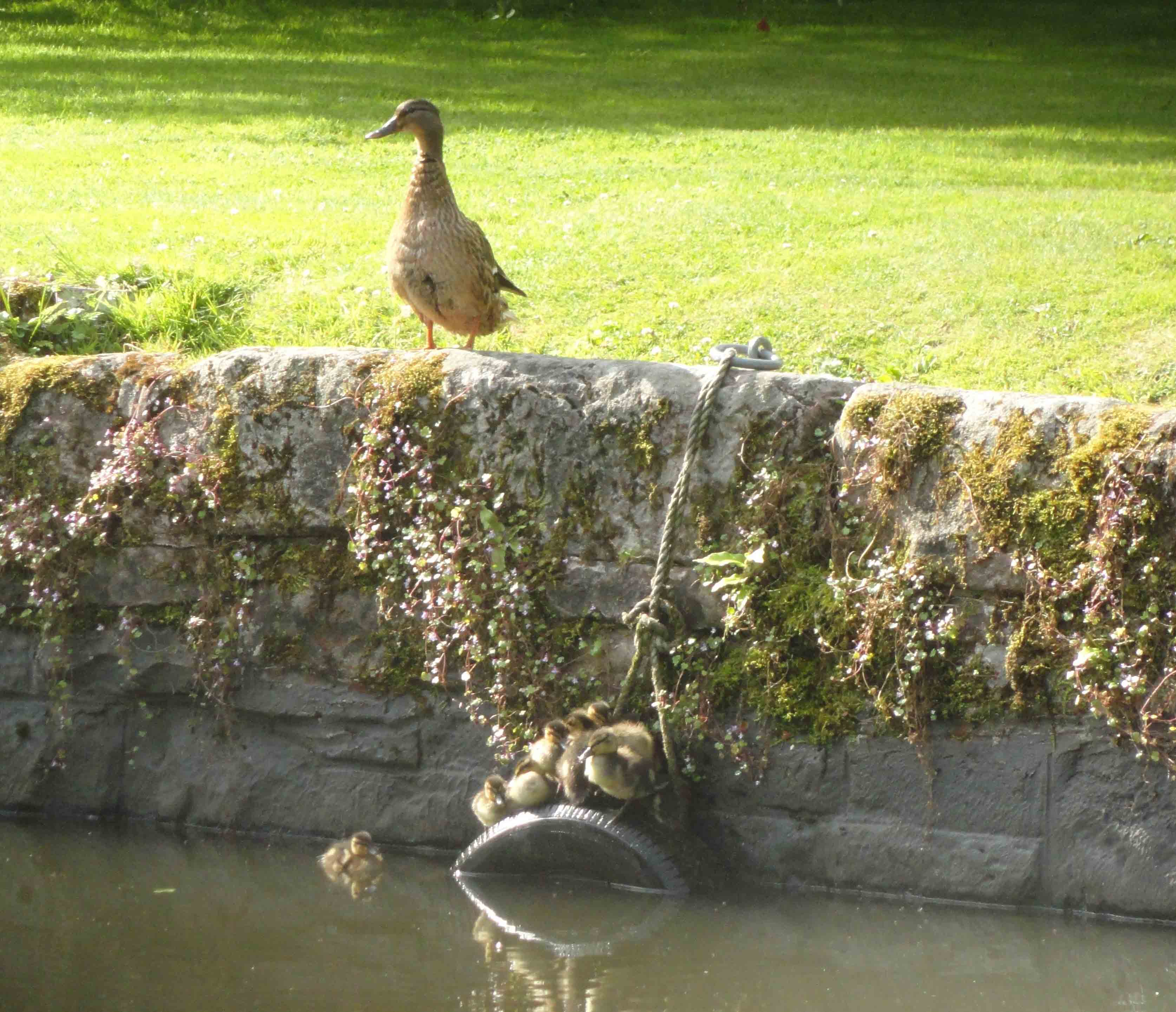a bird alongside the mon and brec canal