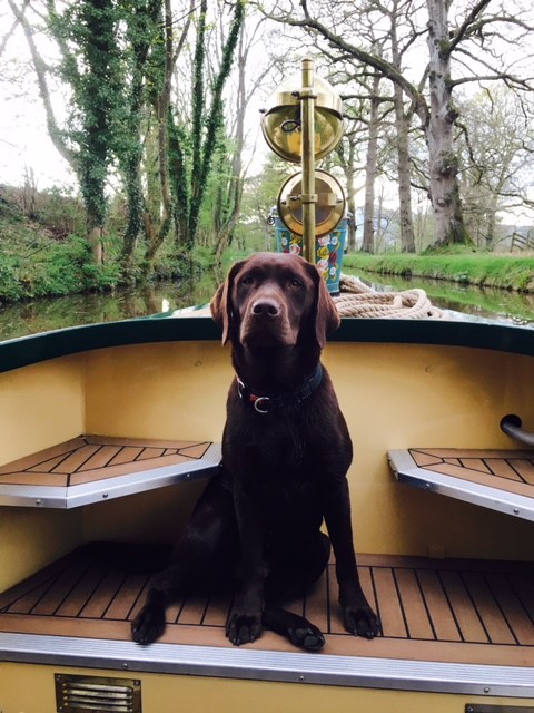 dog on a beacon park boat
