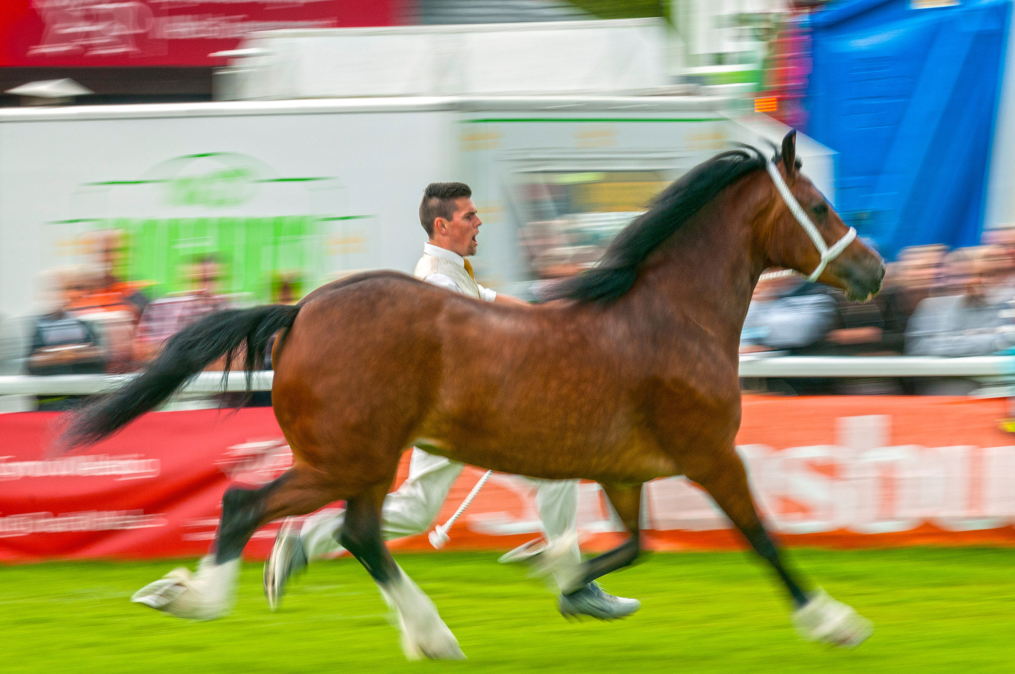 horse in competition