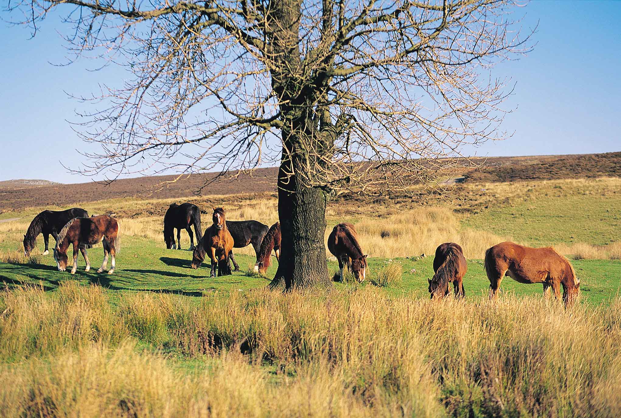 horses grazing